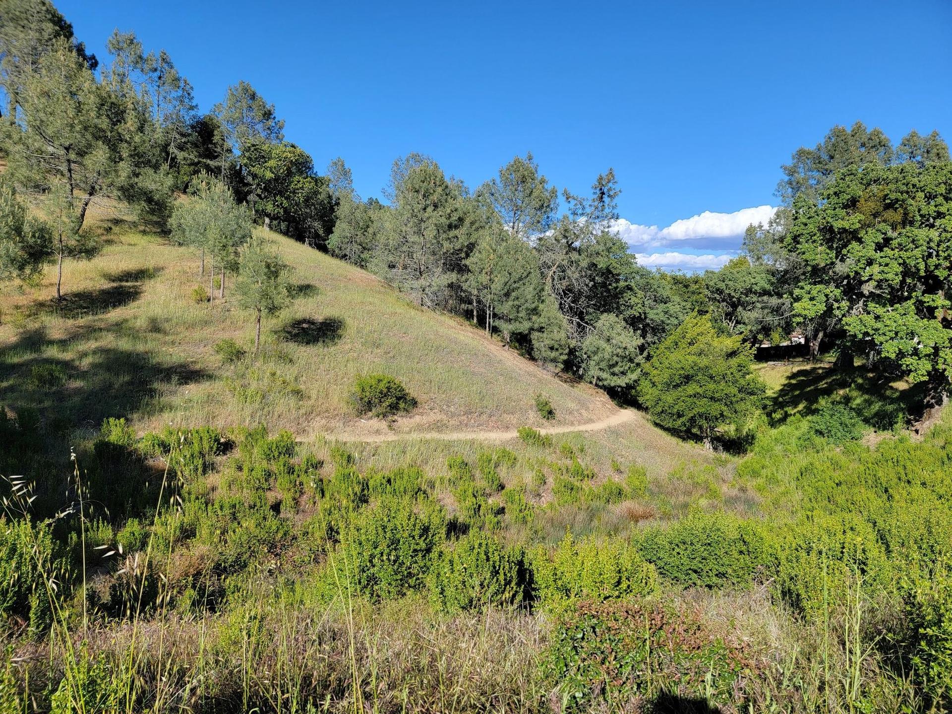 A winding dirt path ascends a sunny, grassy hillside with scattered trees.