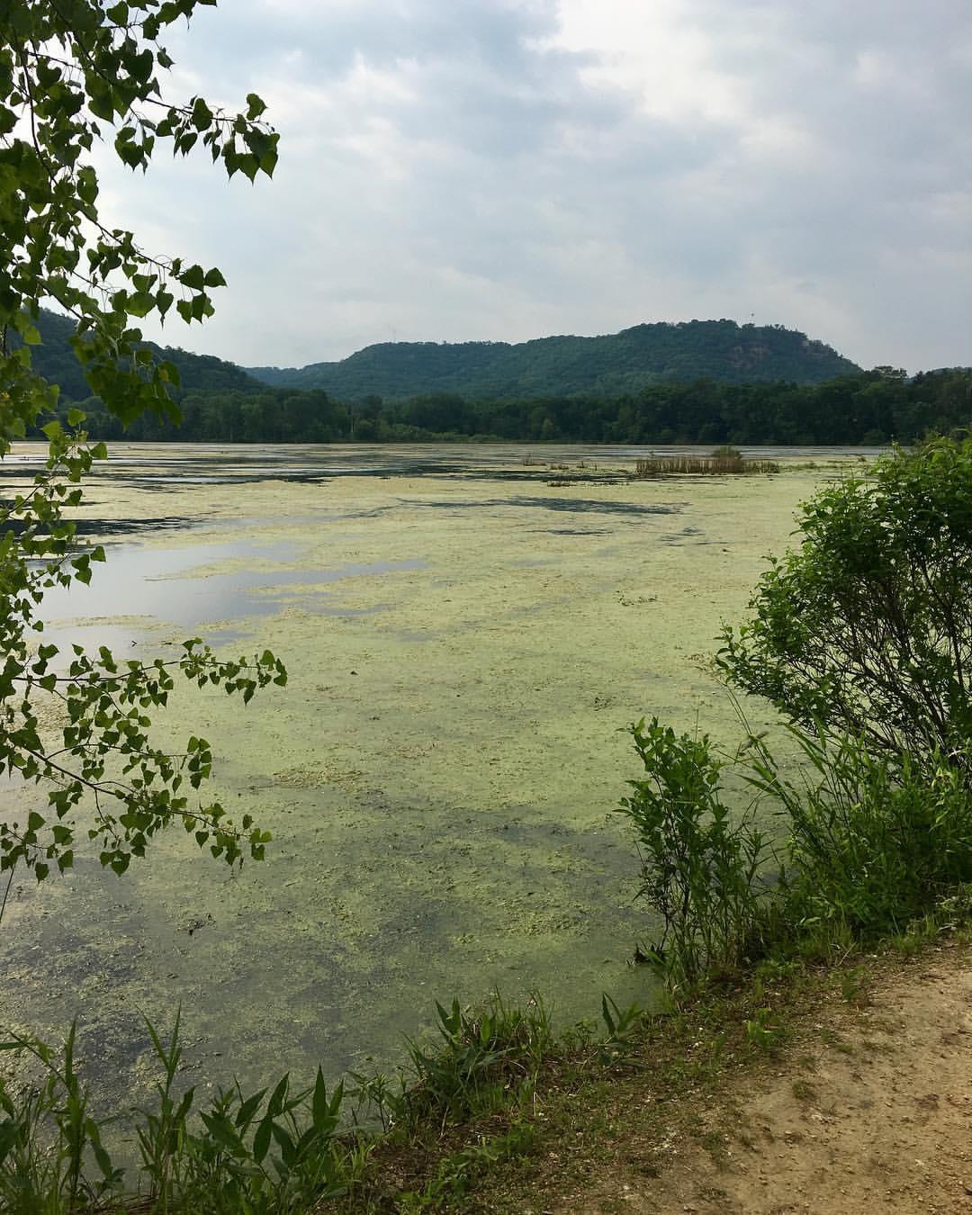 Overcast view of a large lake covered in green algae, surrounded by trees.