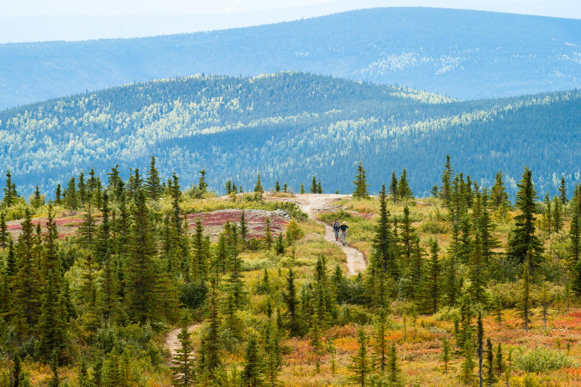 Bright day, two people hiking a dirt path through evergreen trees and hills.