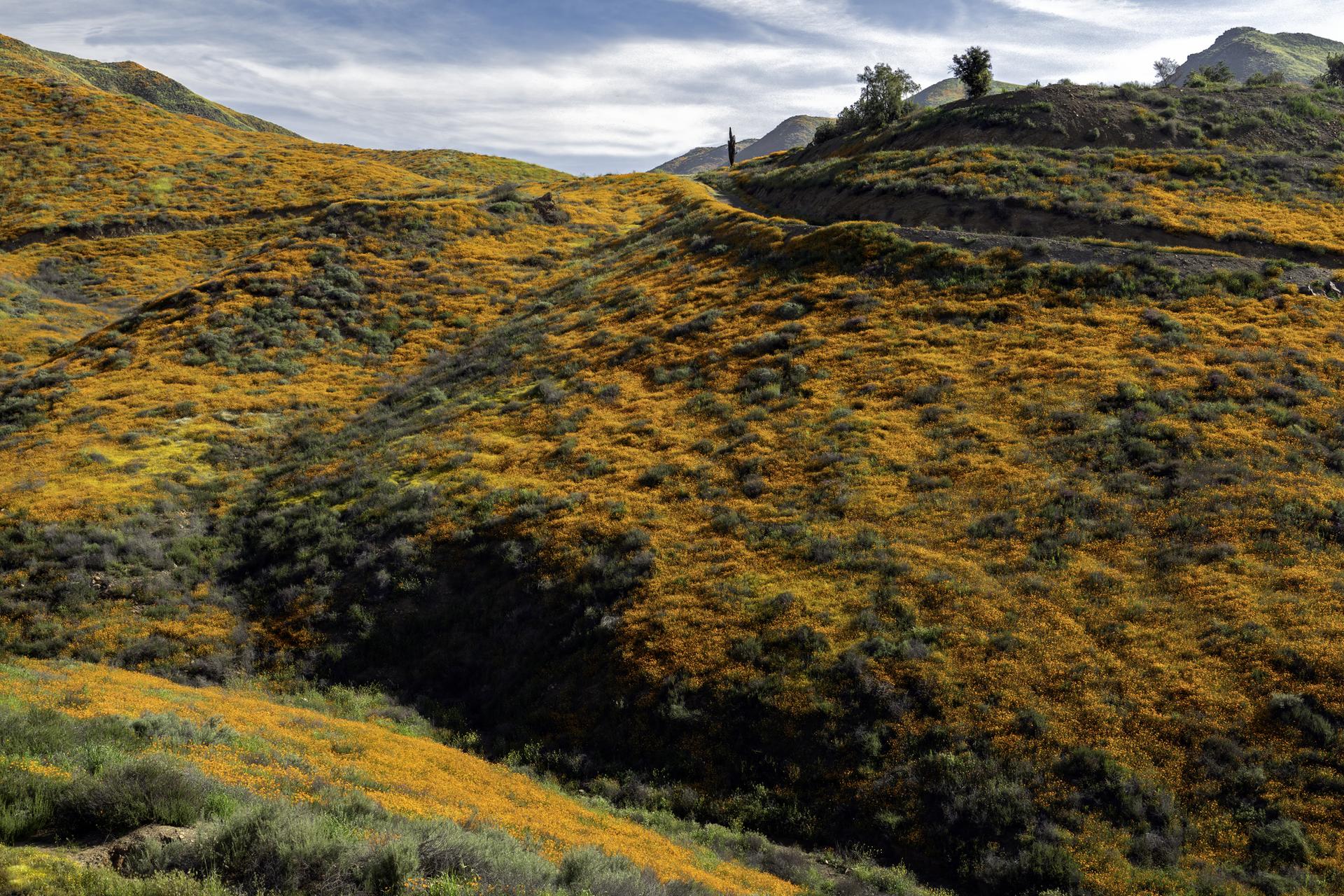 Rolling hills covered in vibrant yellow and green wildflowers under a cloudy sky.