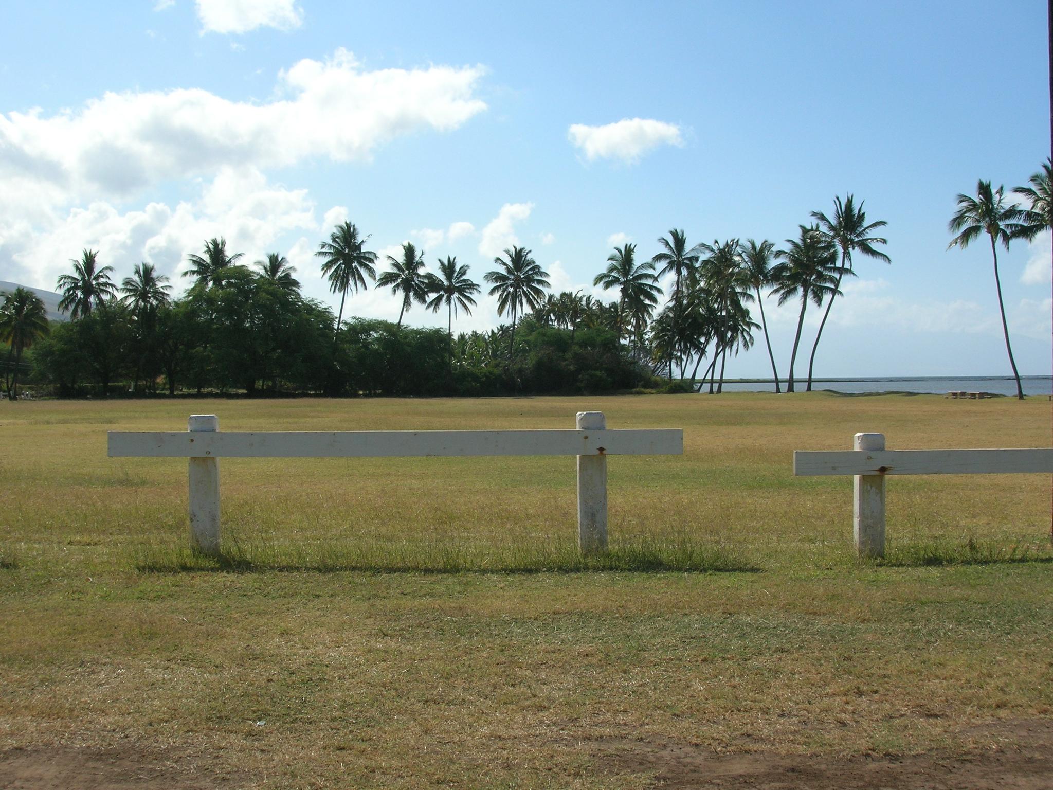 White fence in a sunny grassy field with palm trees and ocean.