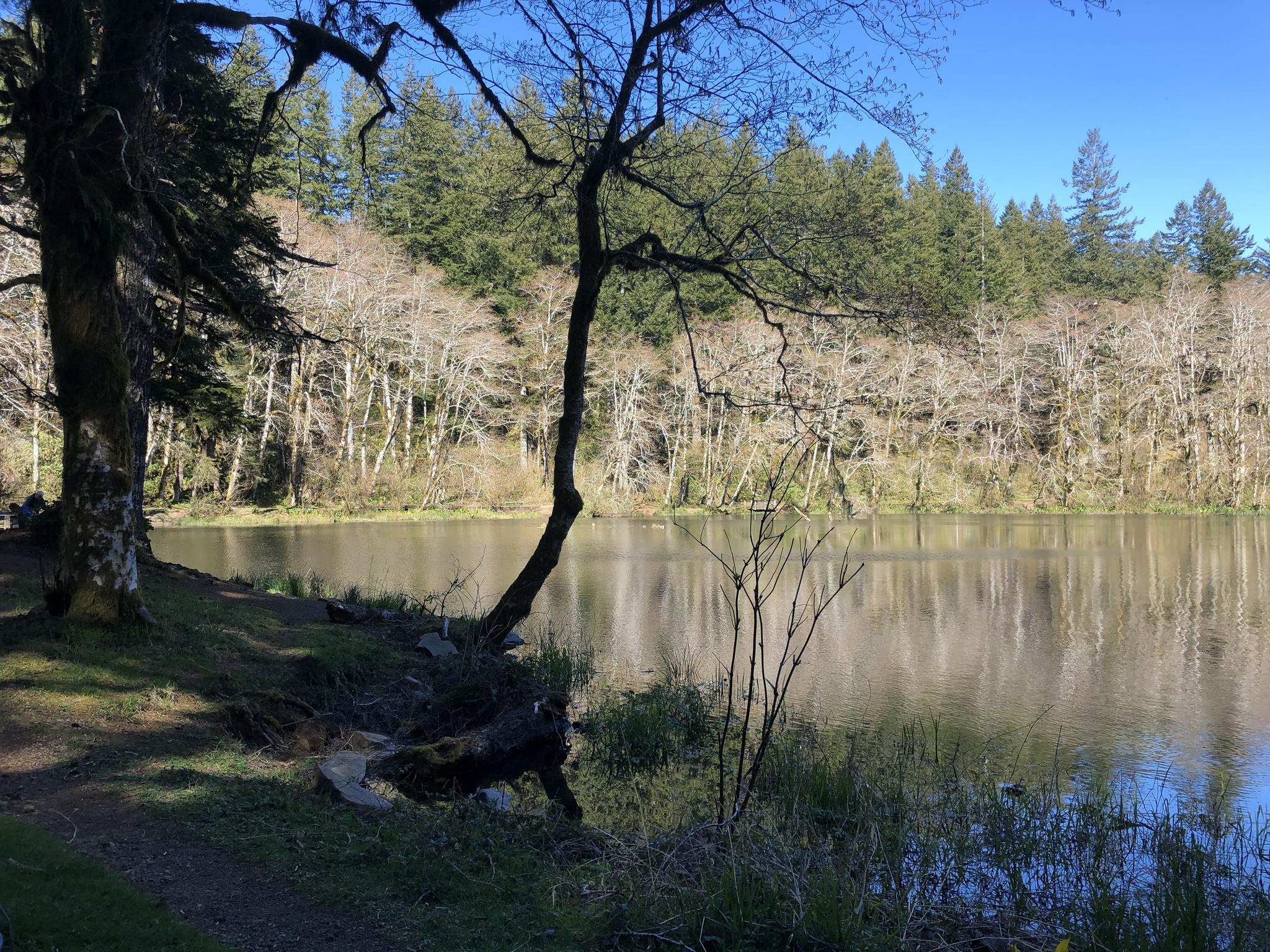 A calm lake reflects a forested shoreline under bright sunlight.