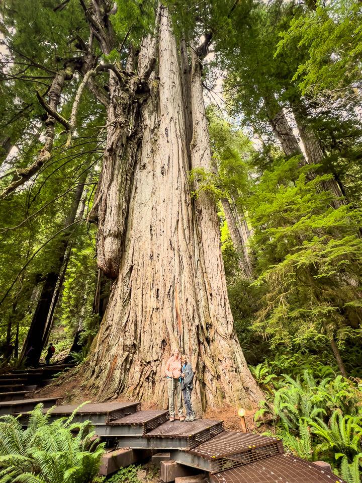Two people standing on a boardwalk next to a massive, ancient tree.