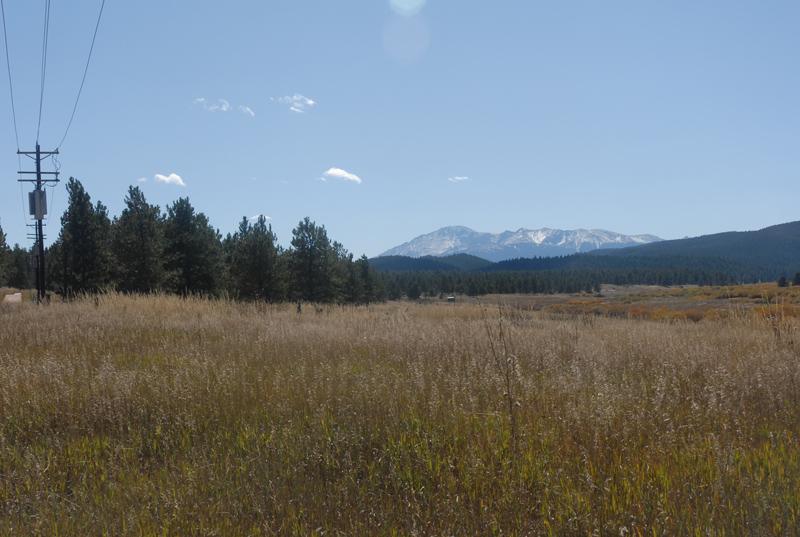 Sunny field with pine trees, power lines, and distant snow-capped mountains.