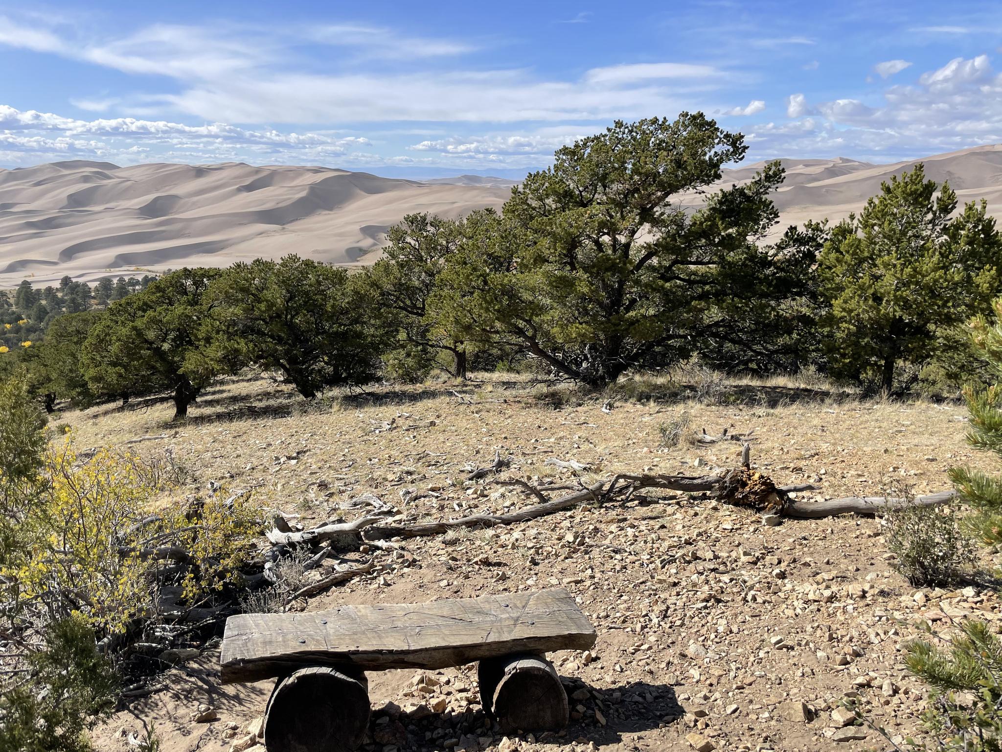 Wooden bench overlooking sand dunes and scattered trees under a bright sky.