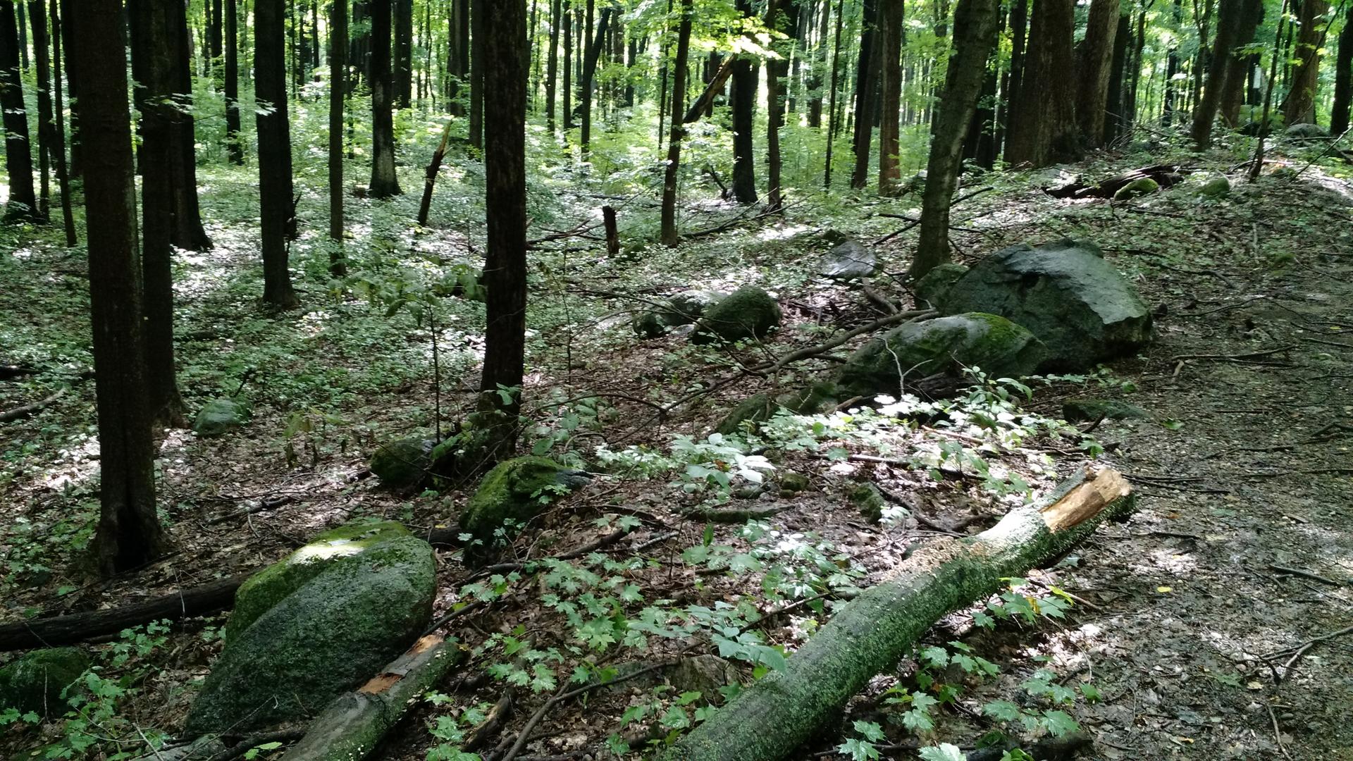 Dappled sunlight illuminates a dense forest floor with trees, mossy rocks, and a fallen log.