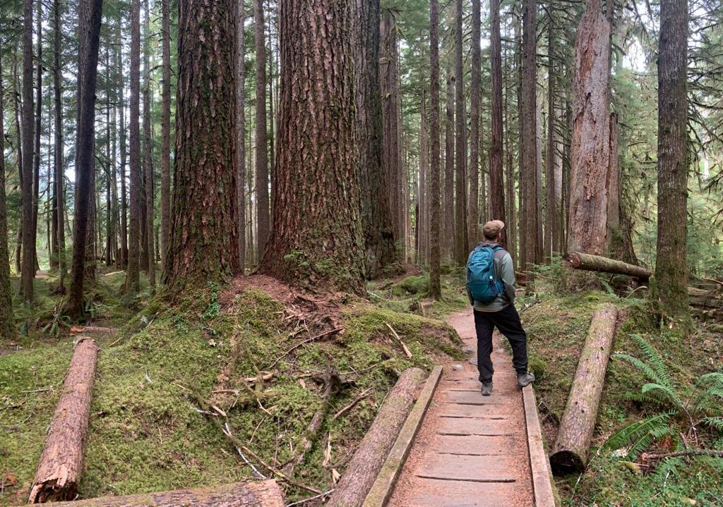 Hiker on a wooden boardwalk in a dense, mossy forest with tall trees.
