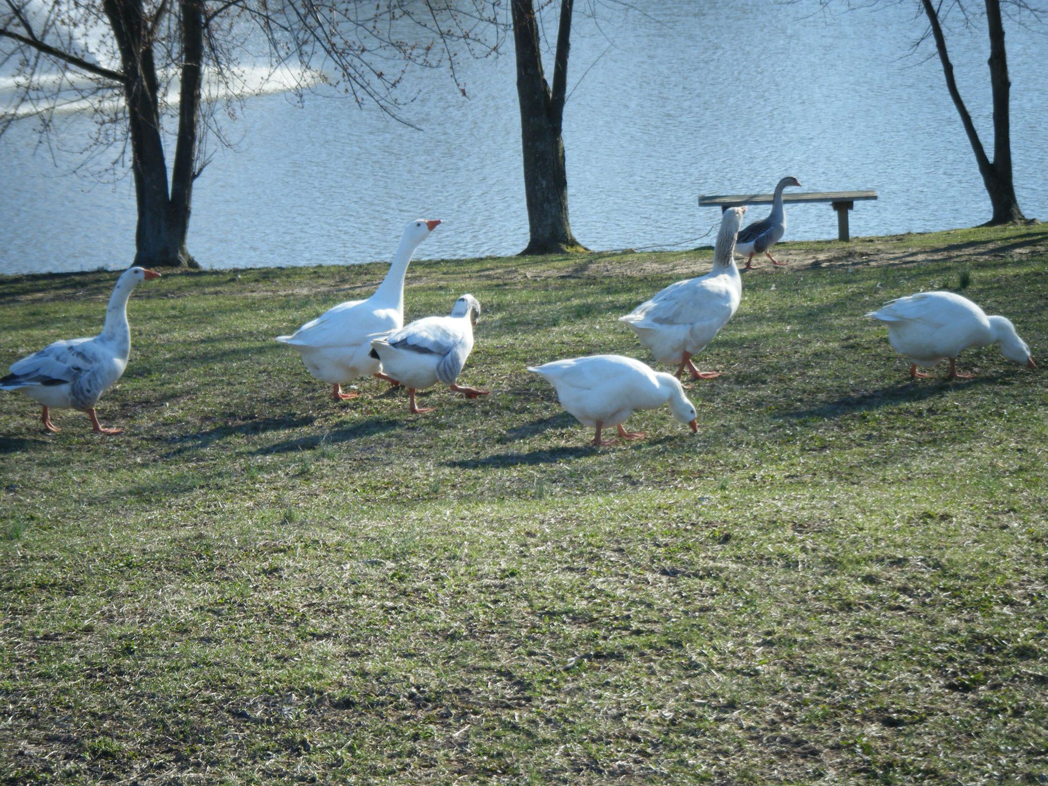 White and grey geese graze on a sunlit grassy bank by water. - Carousel Park Trail