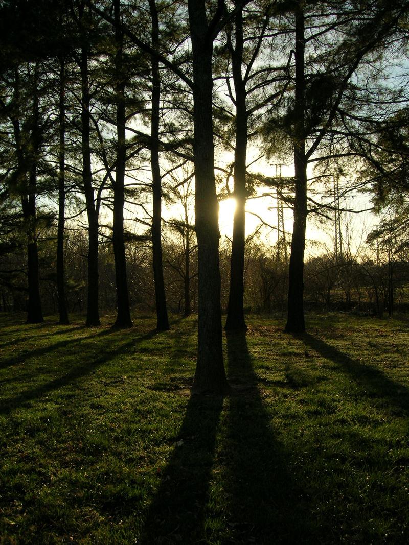 Sunburst through silhouetted trees casting long shadows on a grassy field.
