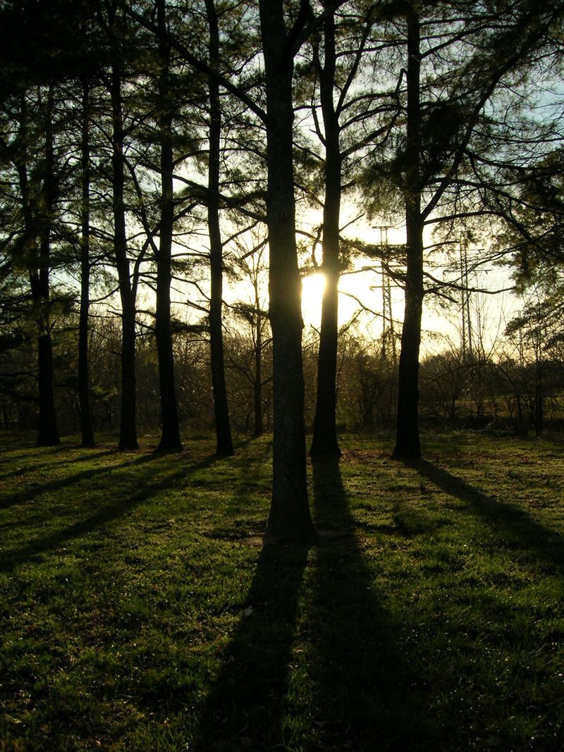 Sunburst through silhouetted trees casting long shadows on a grassy field. - Latham Park and Lake Daniel Greenway