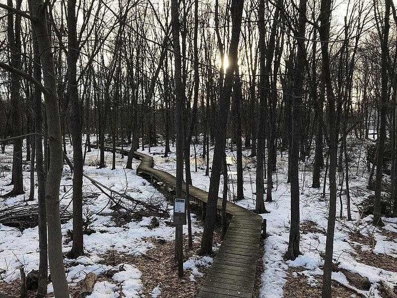 Winding wooden boardwalk through a snowy forest with sun peeking through.