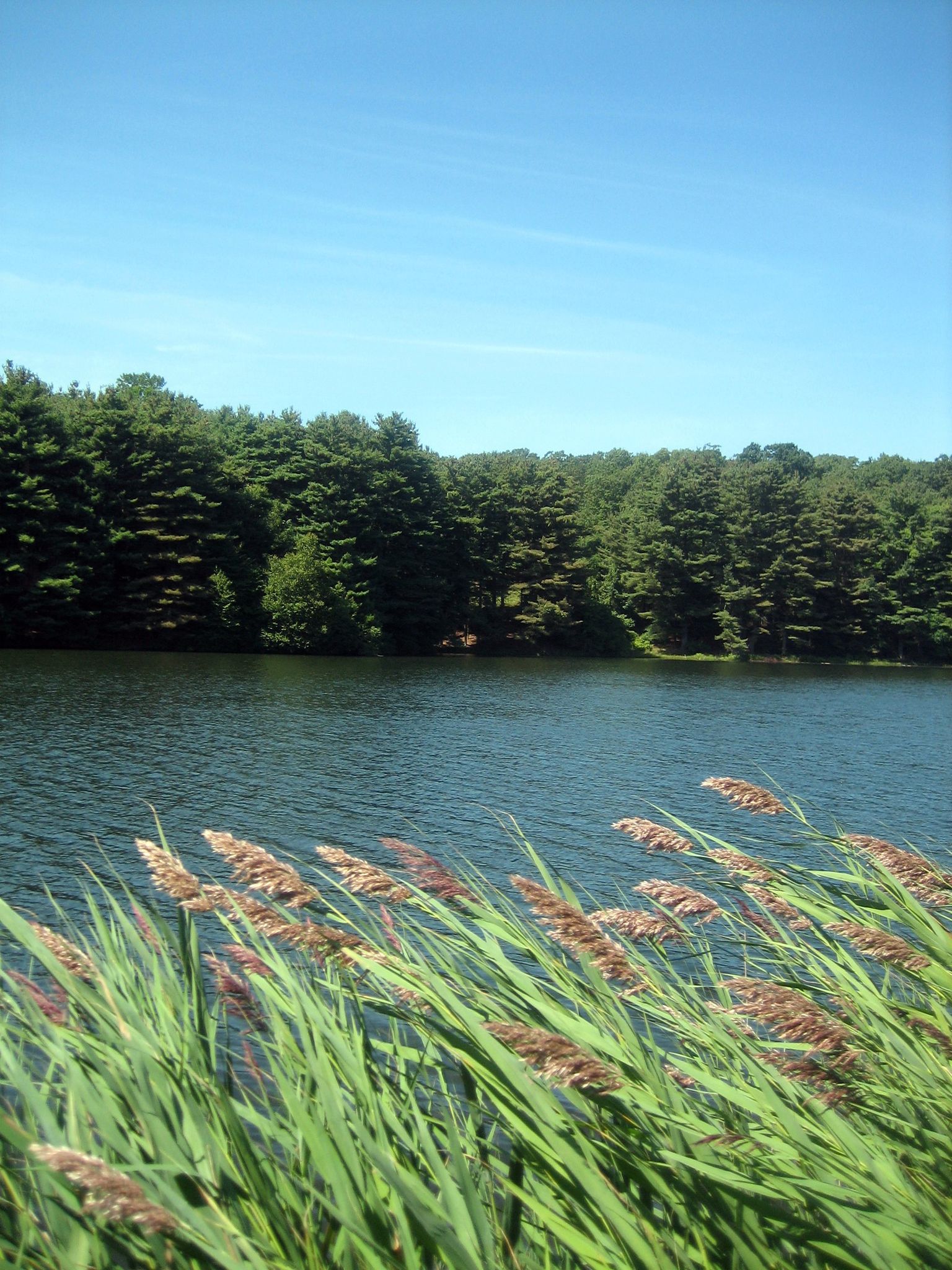 Tall reeds in foreground, calm lake with forested shore under clear blue sky. - Mark Schaefer Trail