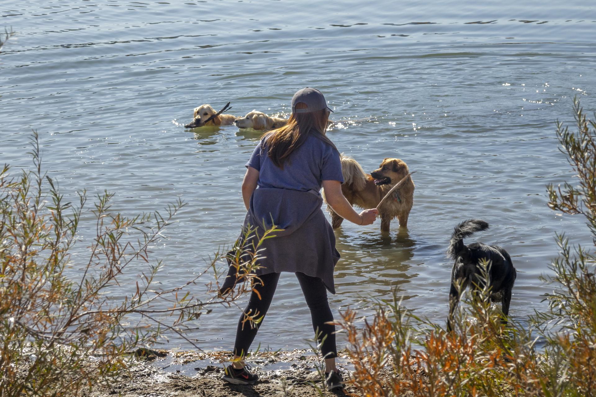 Person and three dogs playing in sunny water with shoreline foliage.