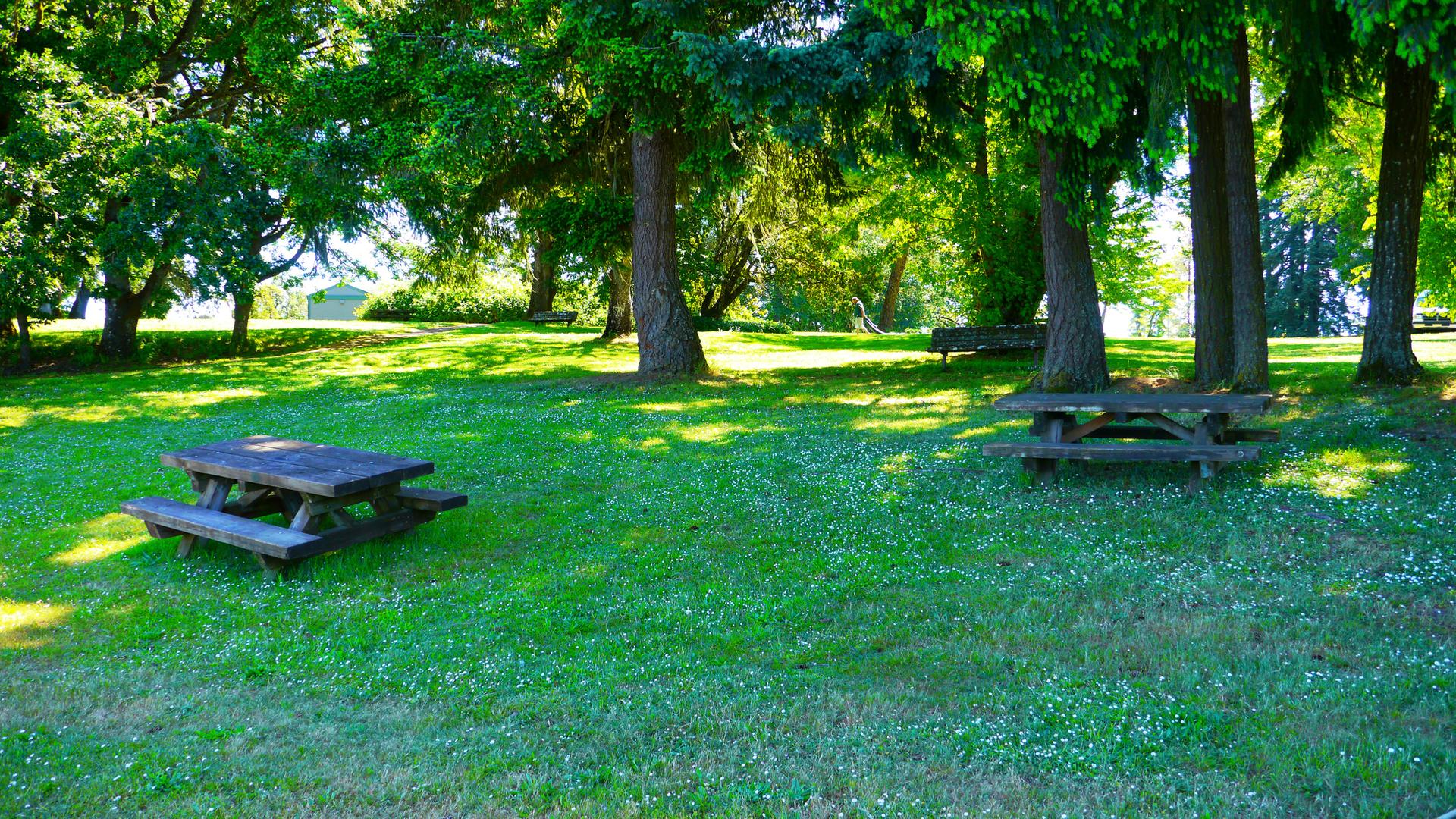 Two wooden picnic tables on a sunny, grassy lawn under large shade trees.