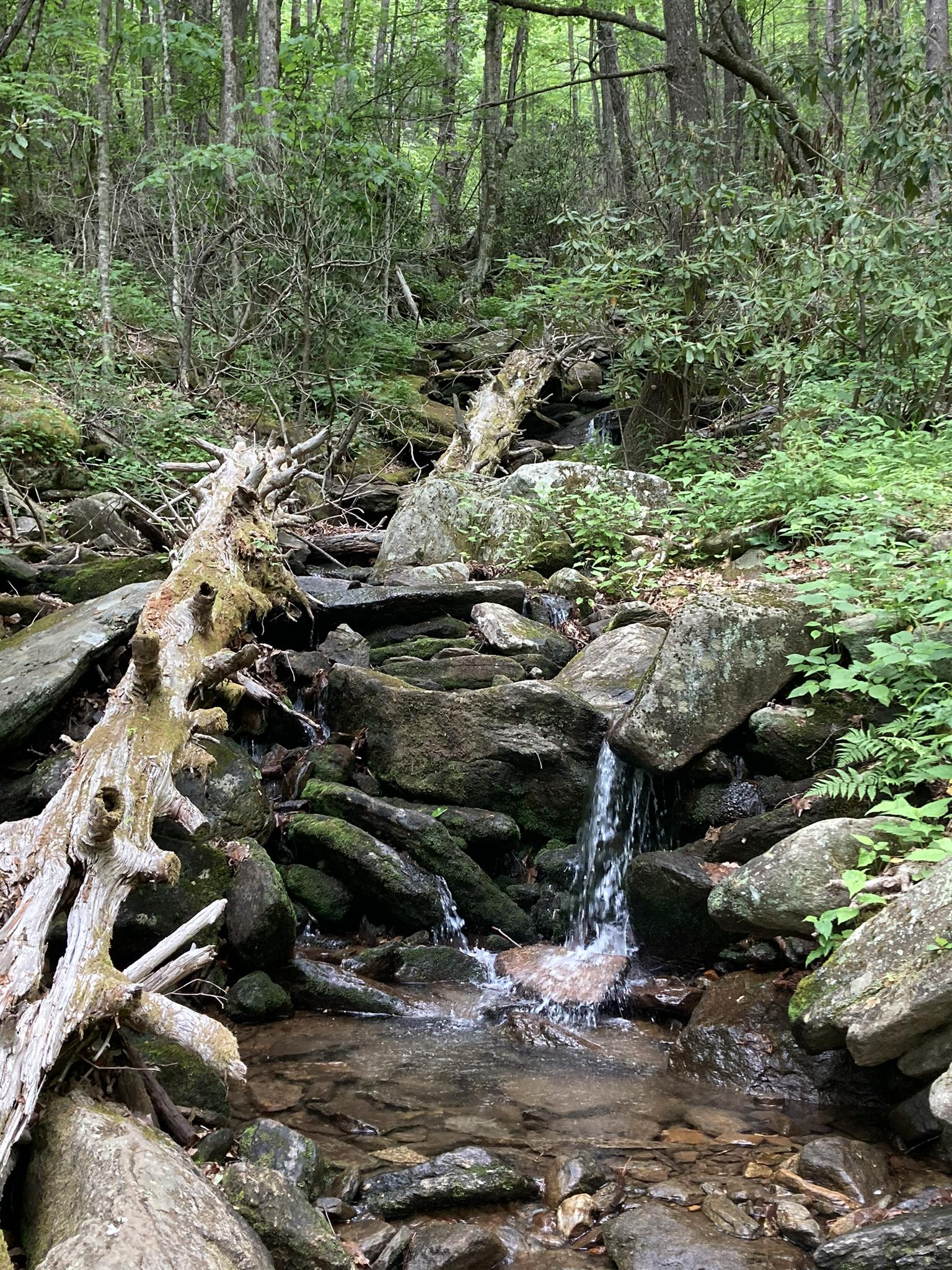 Small waterfall cascades over rocks in a lush green forest with a fallen log.
