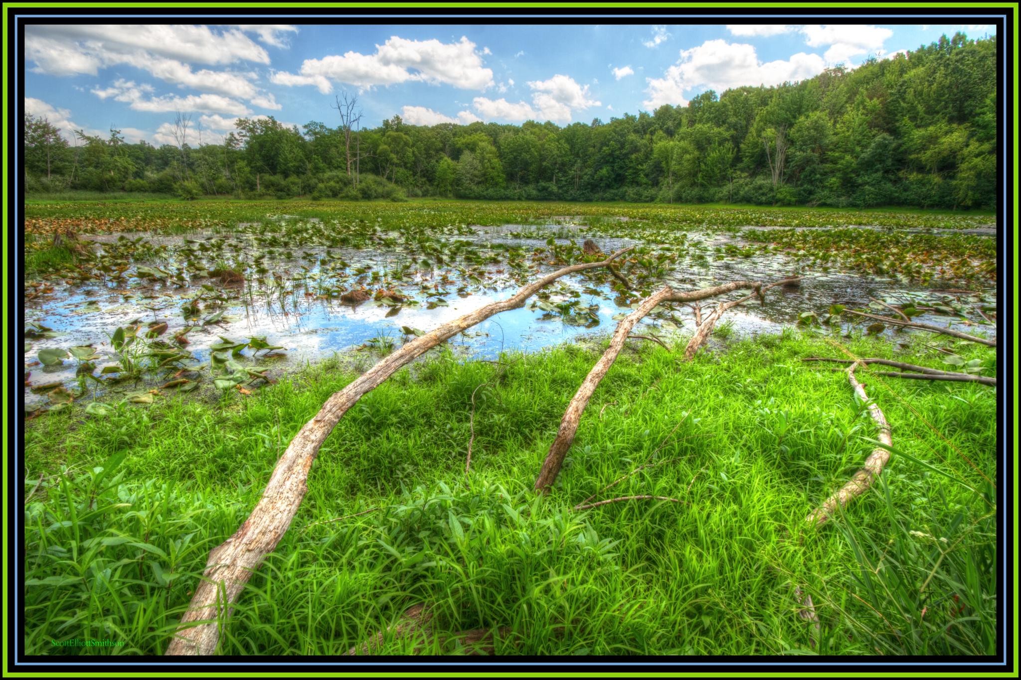 Bright swamp with lily pads, fallen branches, and distant forest under cloudy sky.