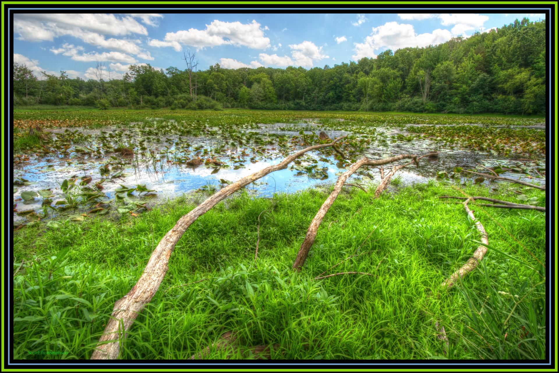 Bright swamp with lily pads, fallen branches, and distant forest under cloudy sky.