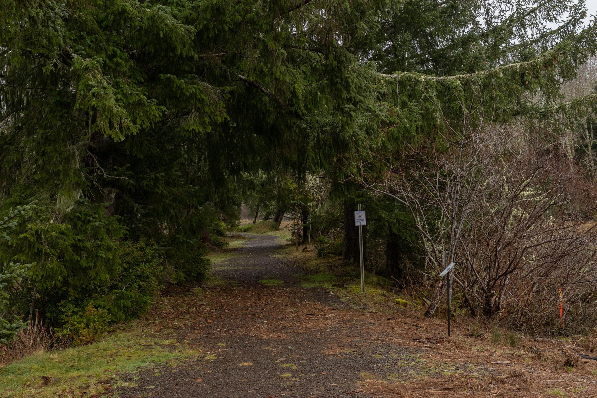 A shaded dirt path under dense evergreen trees with small signs.