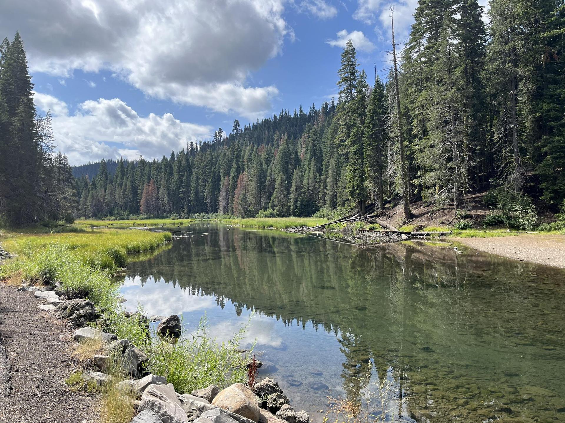 Calm river reflects cloudy sky, surrounded by dense green forest and grassy banks.
