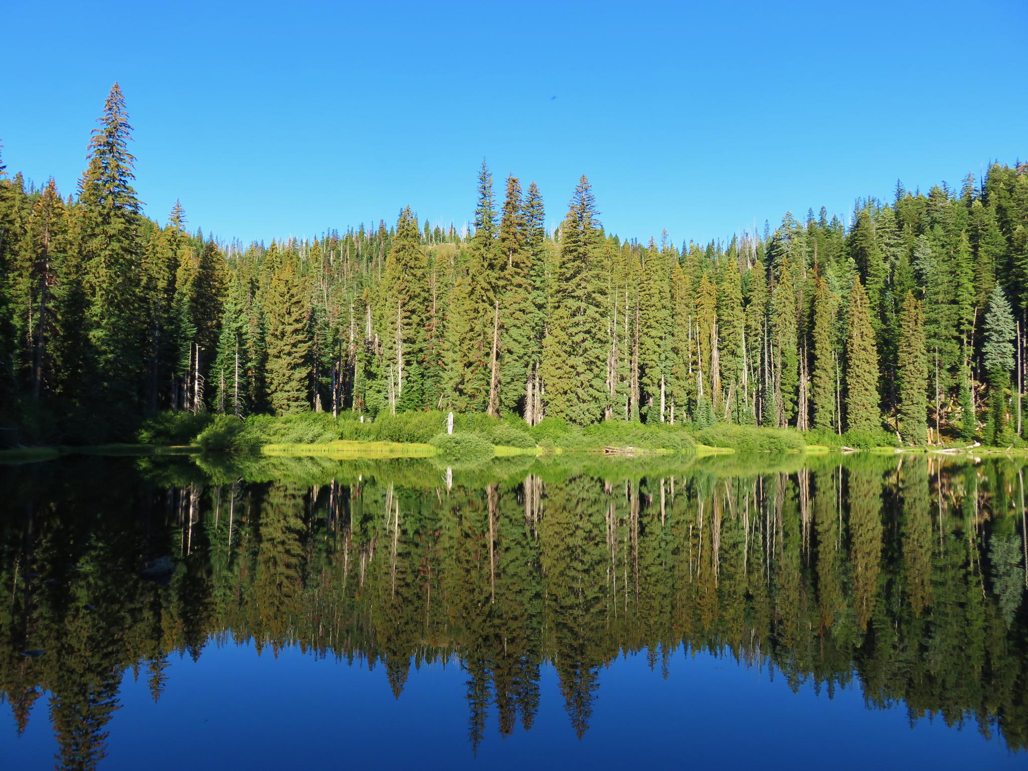 Calm lake perfectly reflects dense evergreen forest under a bright blue sky.