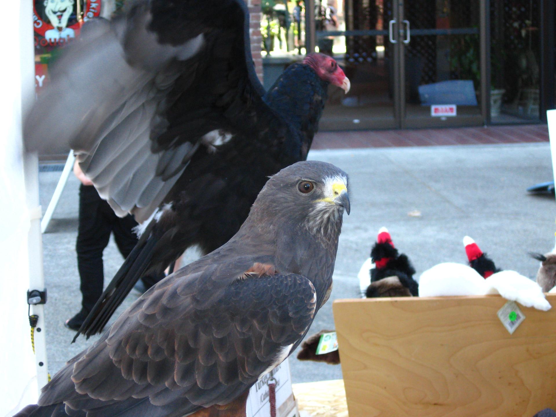 A grey hawk and a dark vulture with spread wings outdoors in bright light.