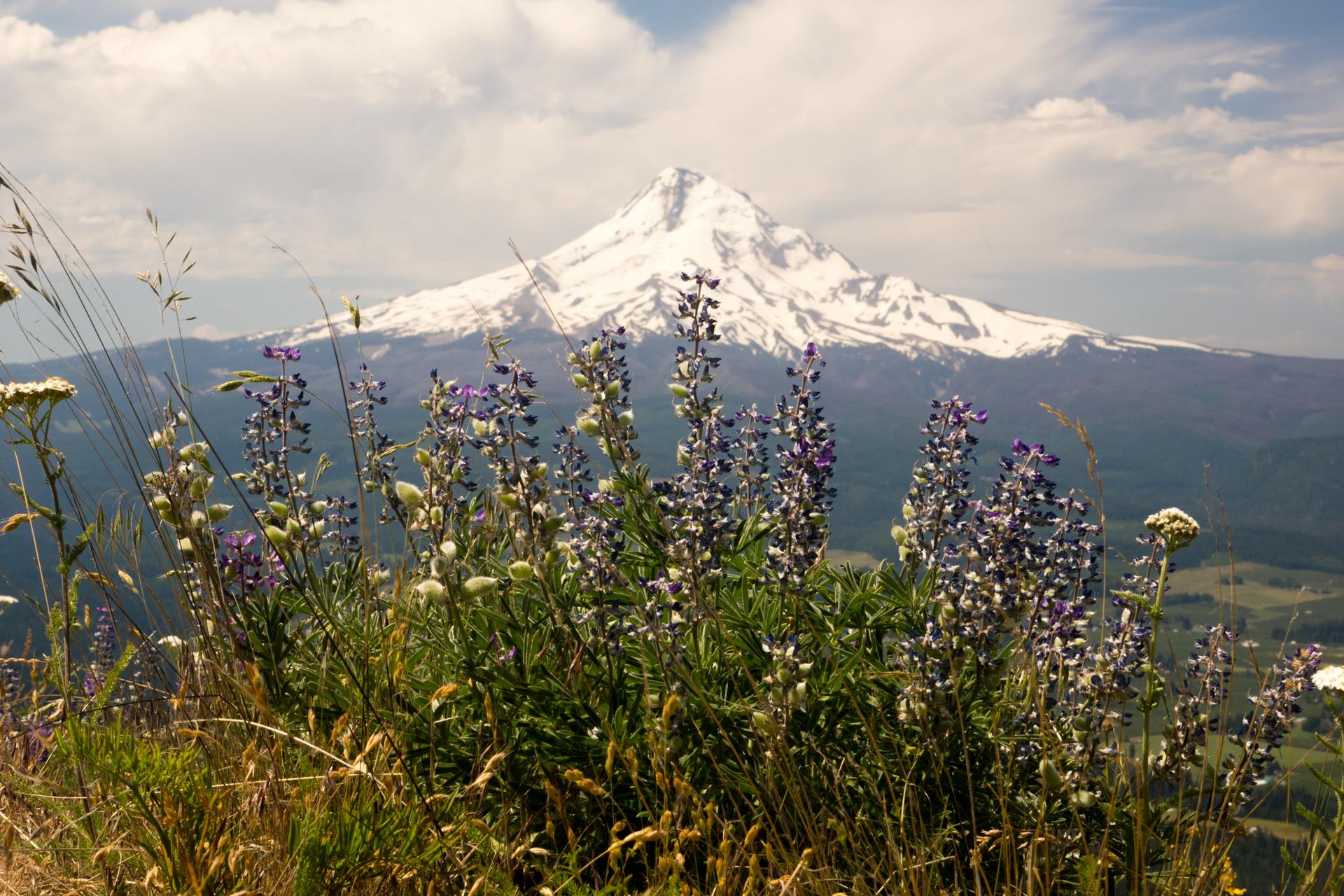 Snowy mountain peak behind vibrant purple and white wildflowers under a cloudy sky.