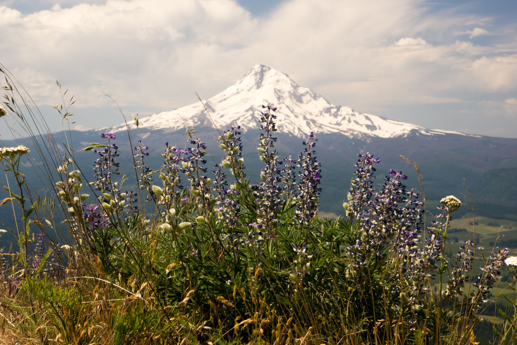 Snowy mountain peak behind vibrant purple and white wildflowers under a cloudy sky. - Bald Butte Trail