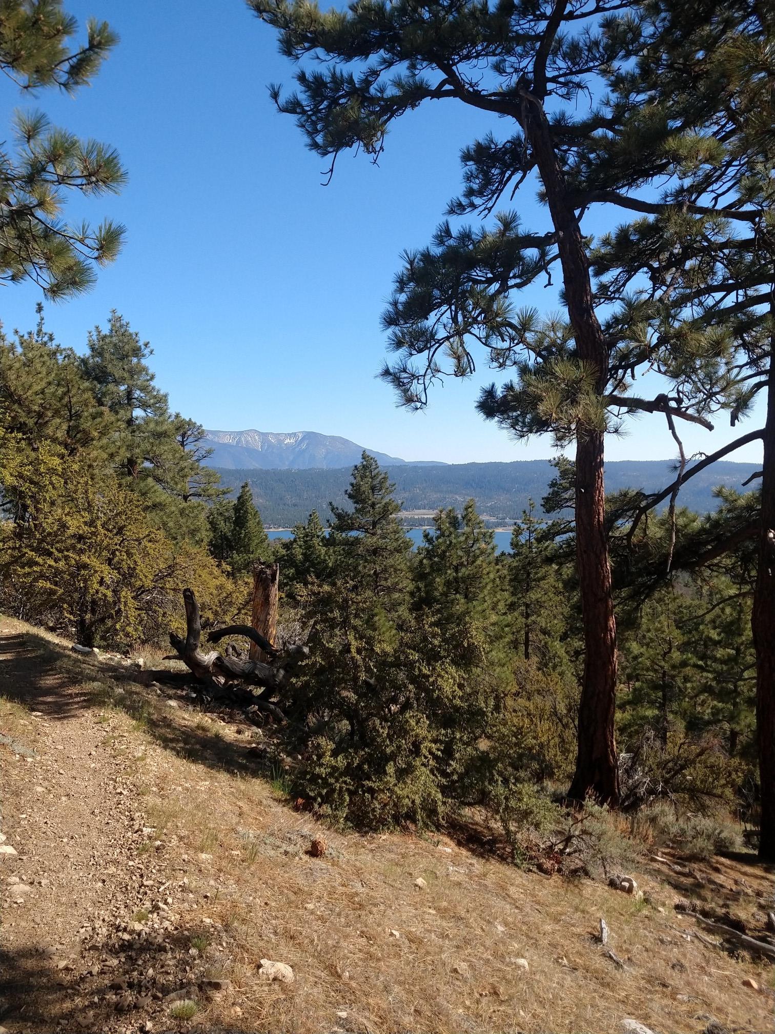 Pine trees frame a view of a distant lake and snow-capped mountains.