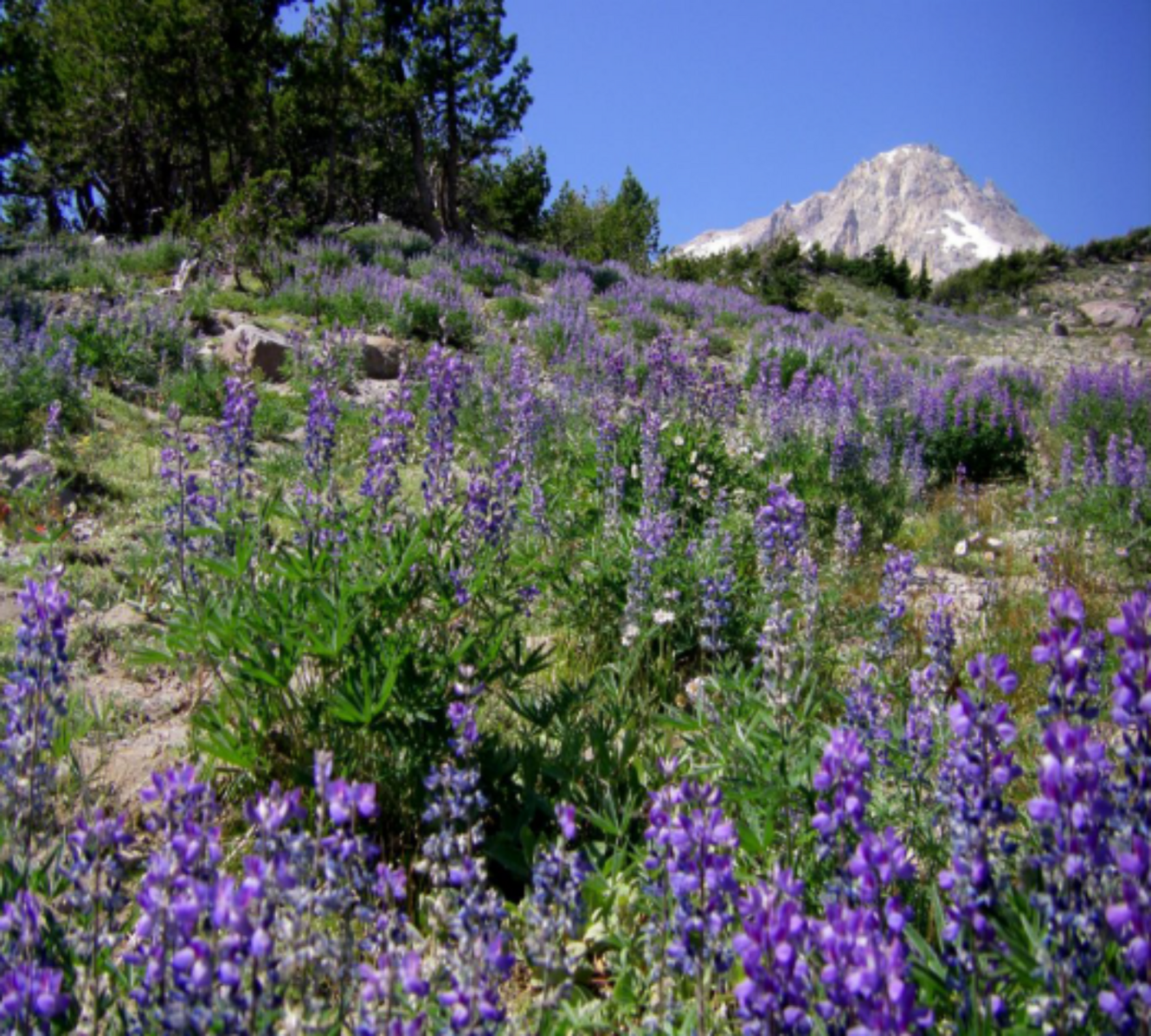 Vibrant purple wildflowers bloom on a sunny mountain slope under a clear sky.