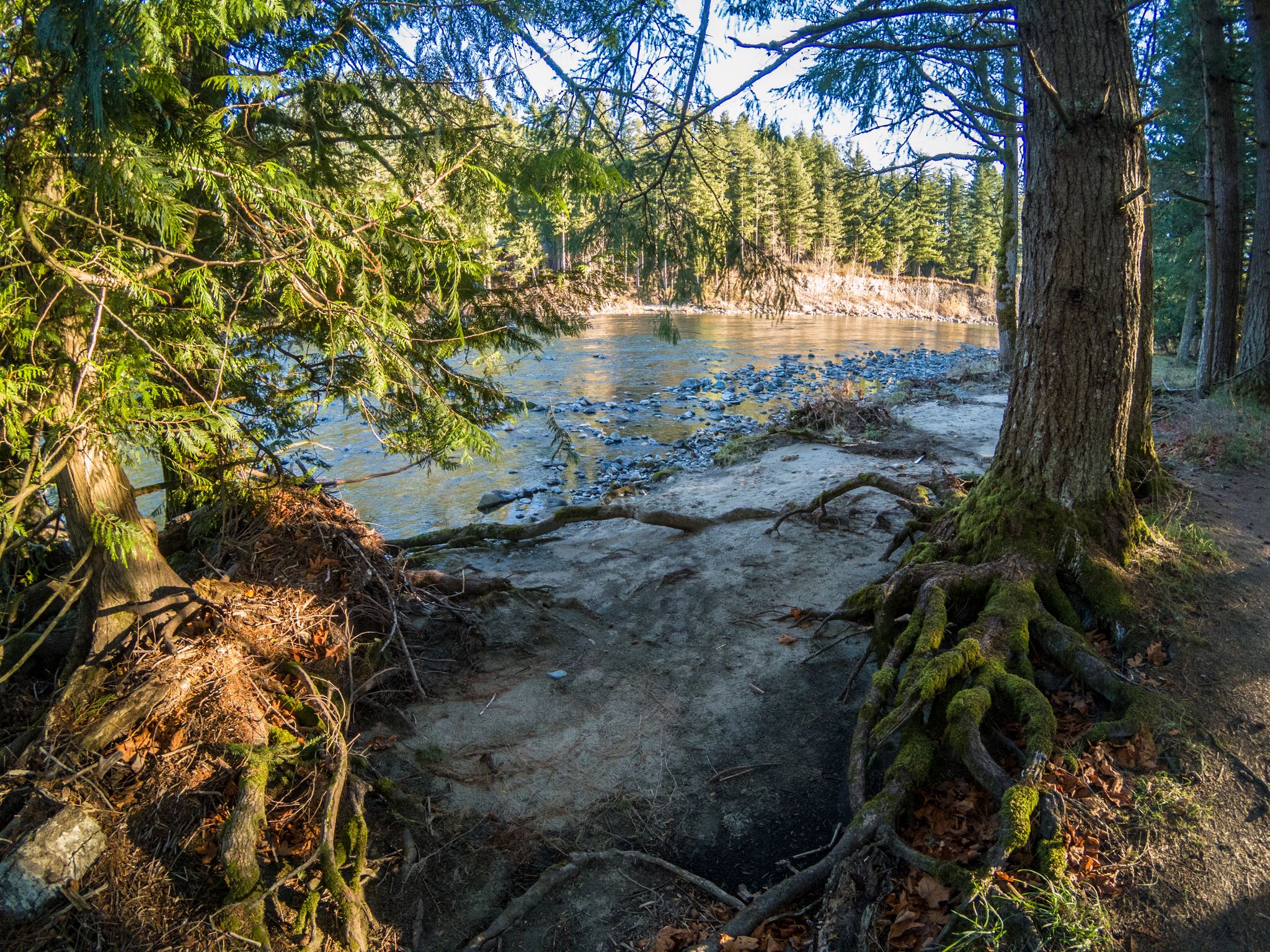Sunlit riverbank with exposed tree roots, calm water, and dense forest. - Snoqualmie Valley Trail and Tanner Landing Park Loop