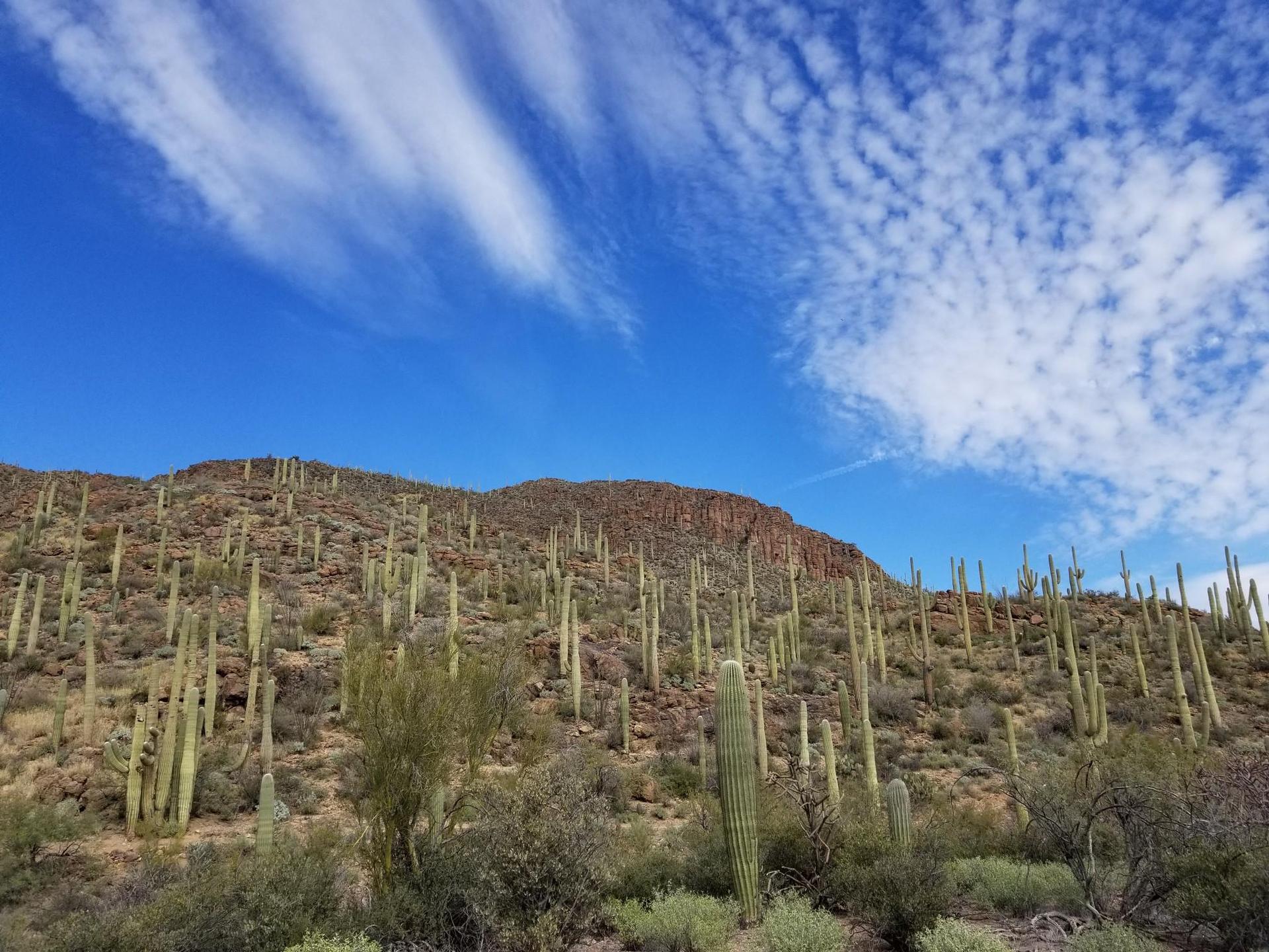 Sunny desert hillside covered in tall saguaro cacti under a blue sky with clouds.