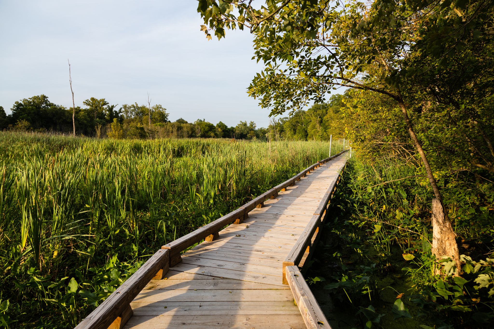 A wooden boardwalk extends through a sunny marsh with tall green reeds and trees. - Dutch Gap Trail