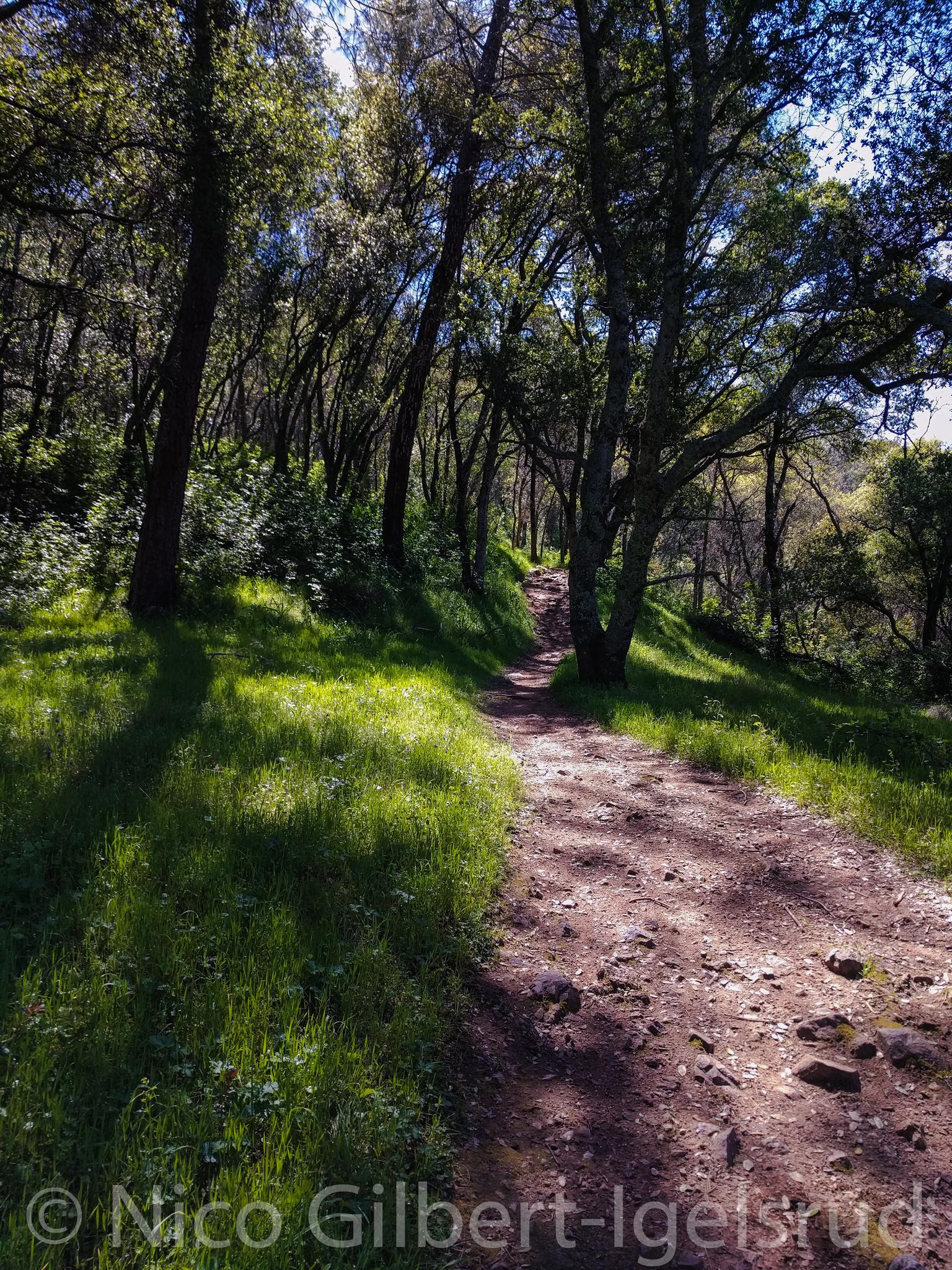 A dirt path winds through a sun-dappled forest with tall trees.