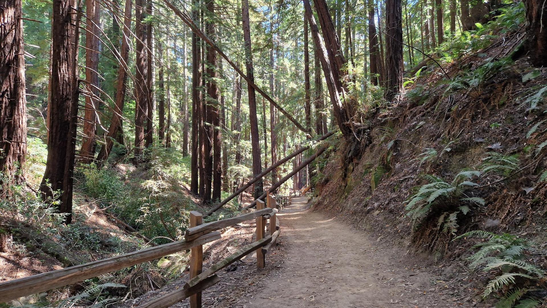 Dirt path with a wooden fence winding through a sun-dappled redwood forest.