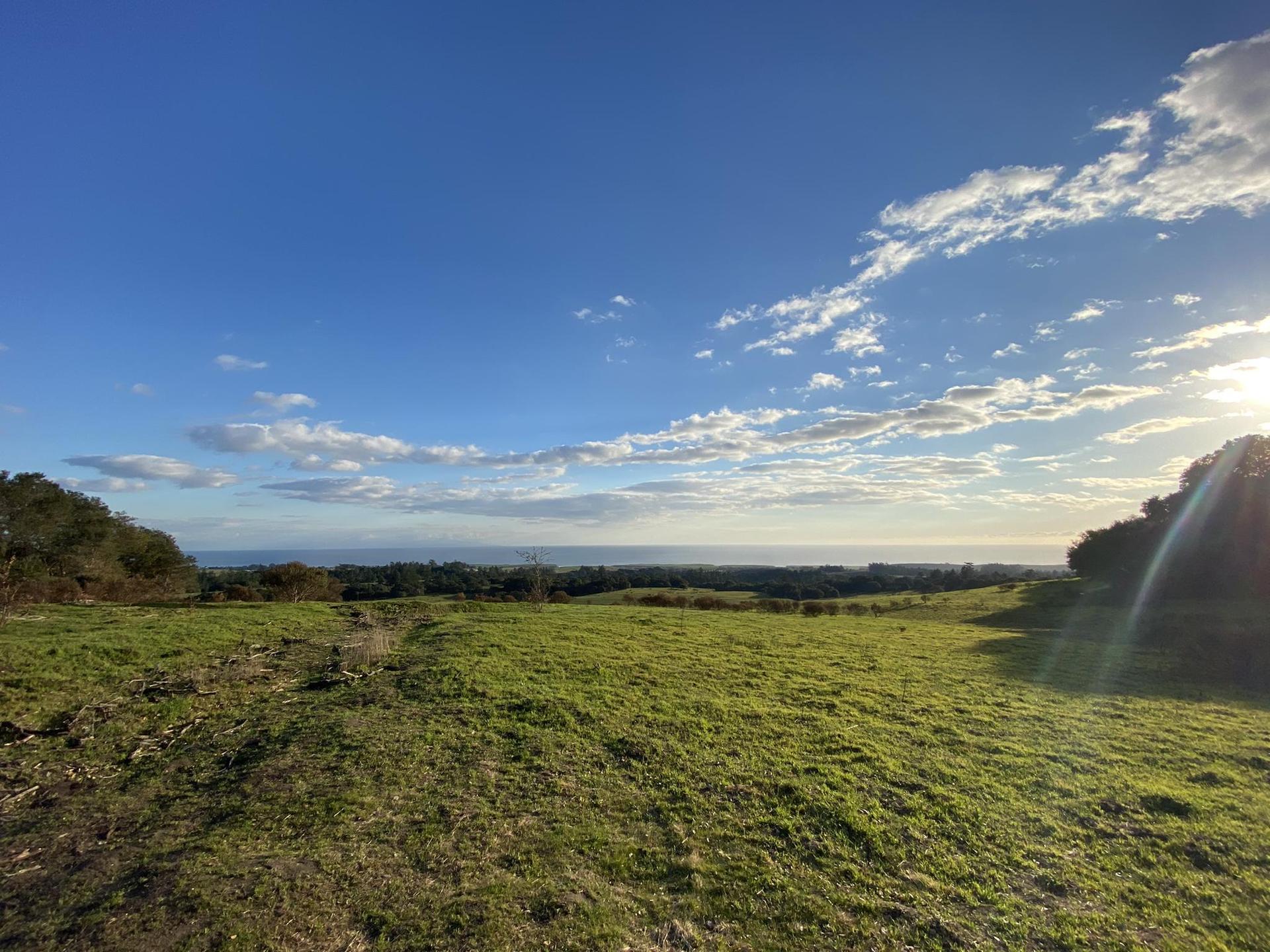 Sunny green field overlooking a distant ocean under a blue sky.