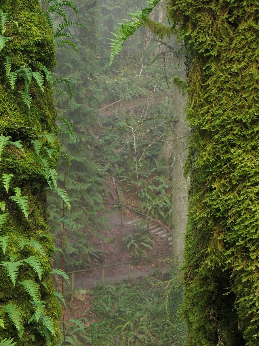 Moss-covered tree trunks and ferns in a misty, verdant forest landscape.