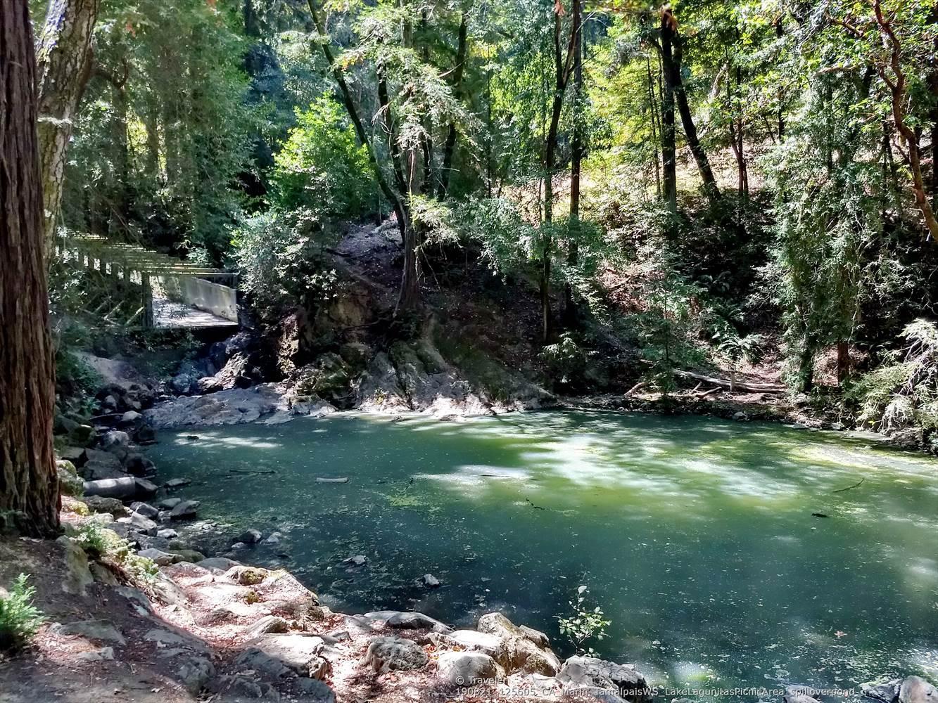 A small green pond in a shaded forest with a distant bridge.