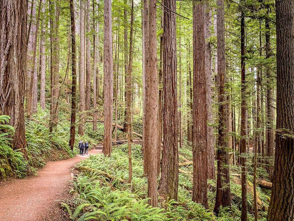 Two people walking on a dirt path through a sunlit forest of tall trees.