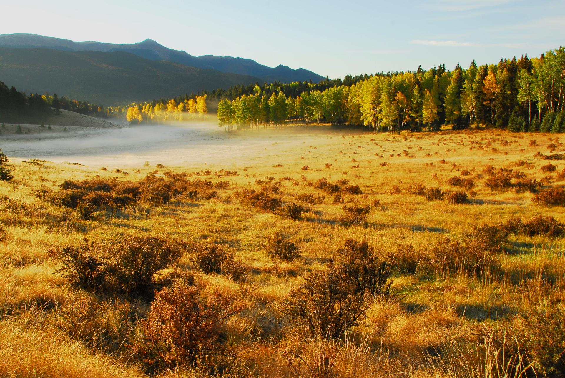 Golden autumn meadow with morning fog, colorful trees, and distant mountains.