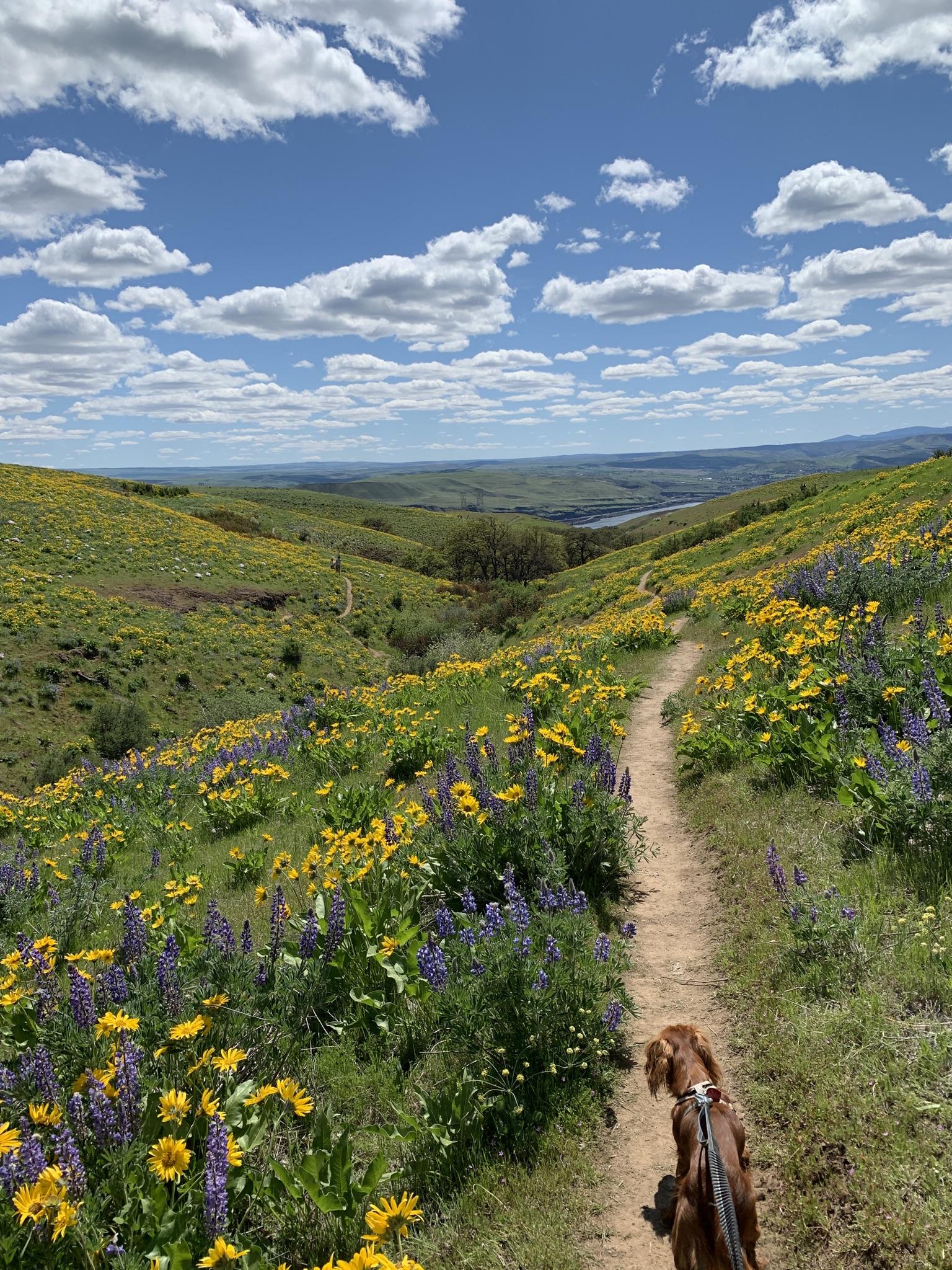 Dog on a dirt trail through hills covered in yellow and purple wildflowers.