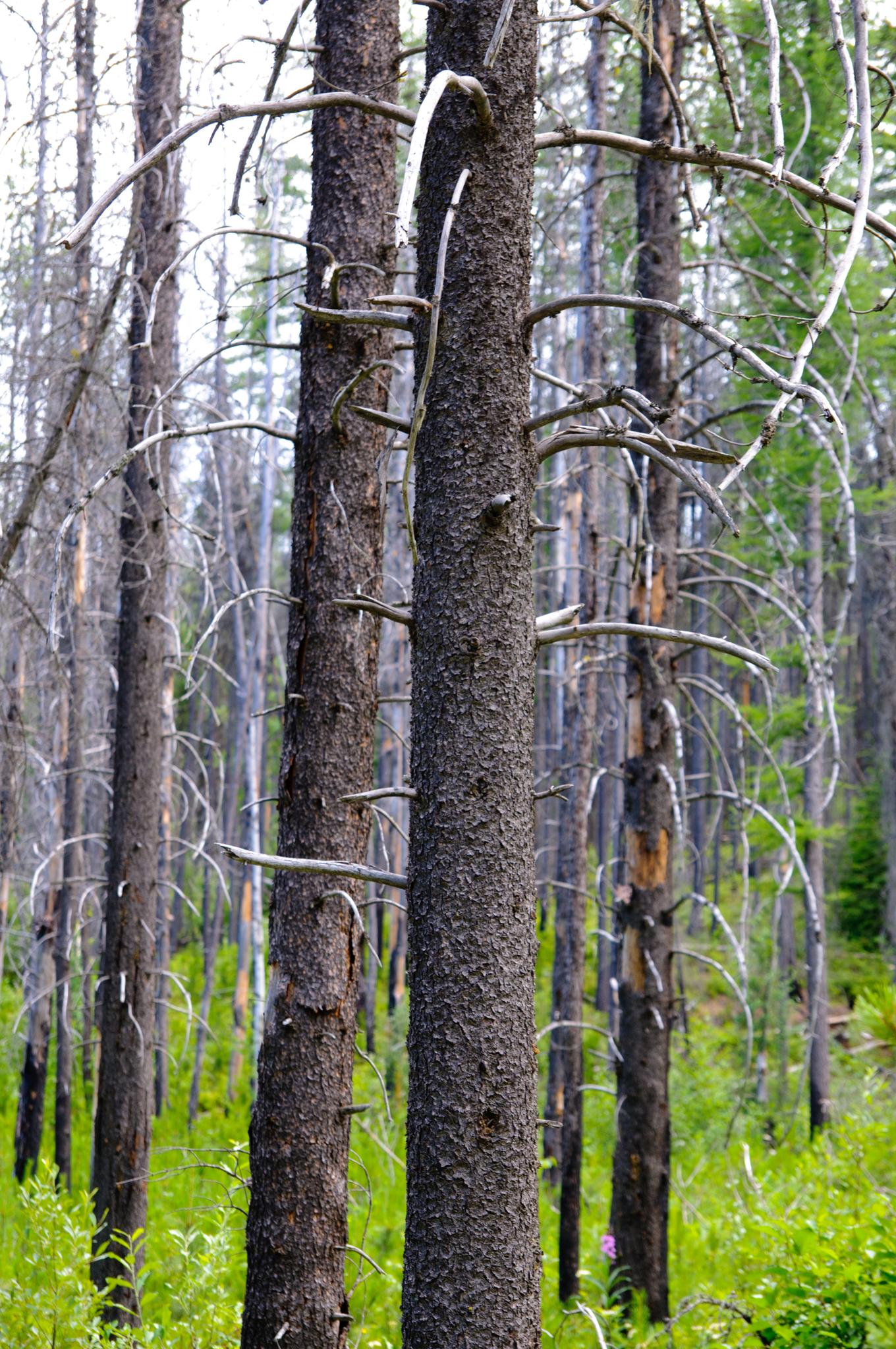 Close-up of tall, dead pine trees with bare branches and green forest undergrowth.