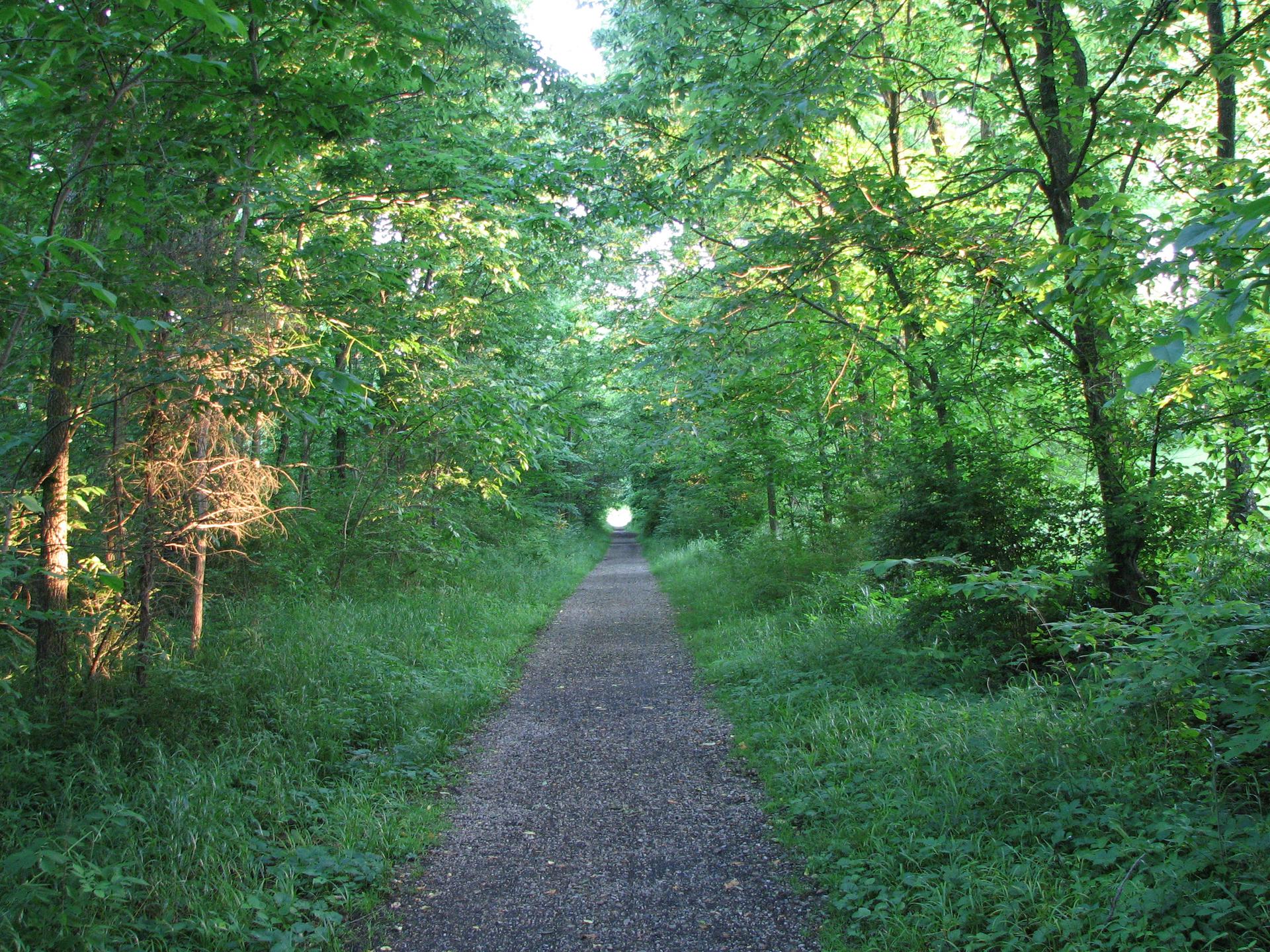 A gravel path winding through a dense, sun-dappled green forest.