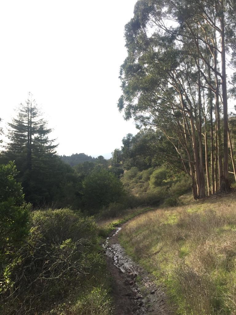 A muddy dirt path winds through tall trees and green undergrowth.