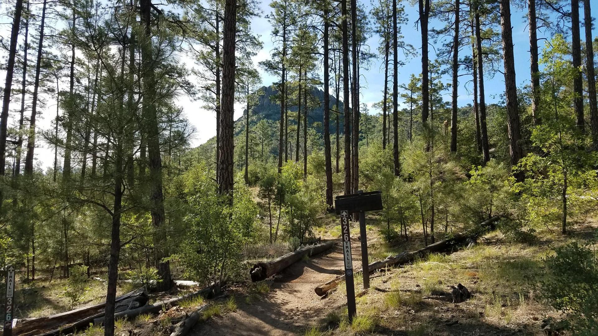 Forest path with tall pines, a trail sign, and distant mountain.