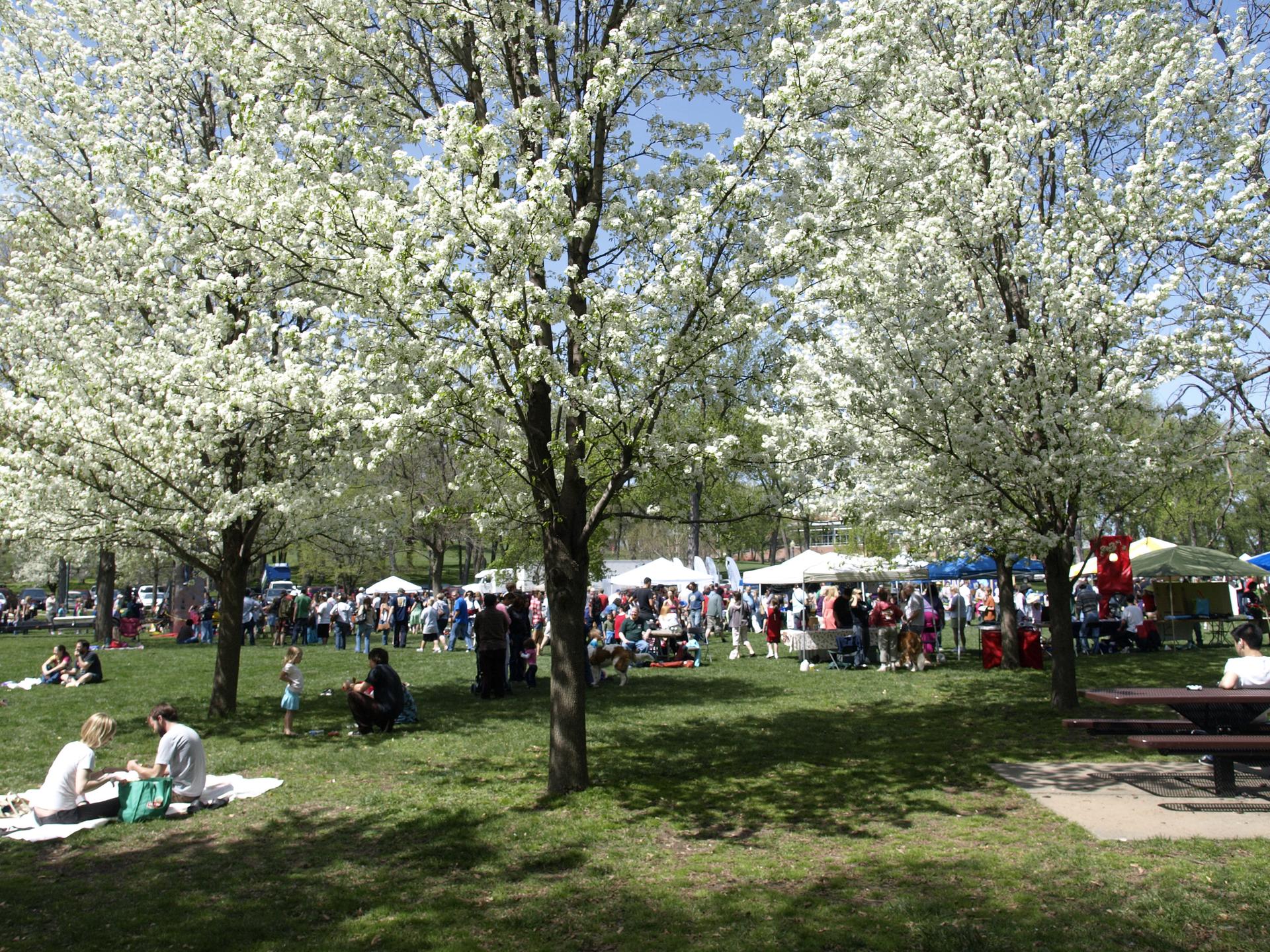 Sunny park with blooming trees, people picnicking and gathering under tents.