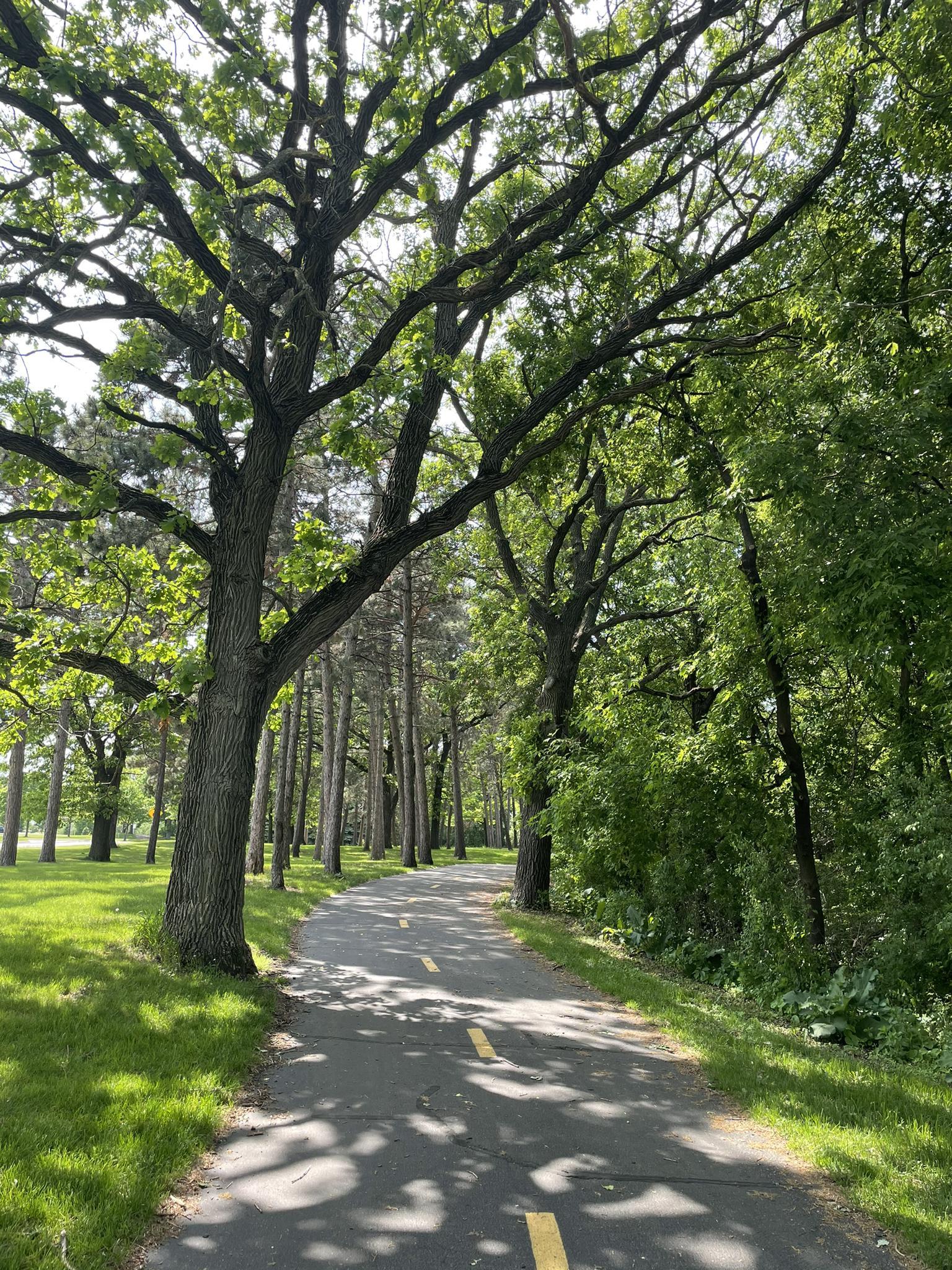 Sunny paved path shaded by large, leafy green trees.