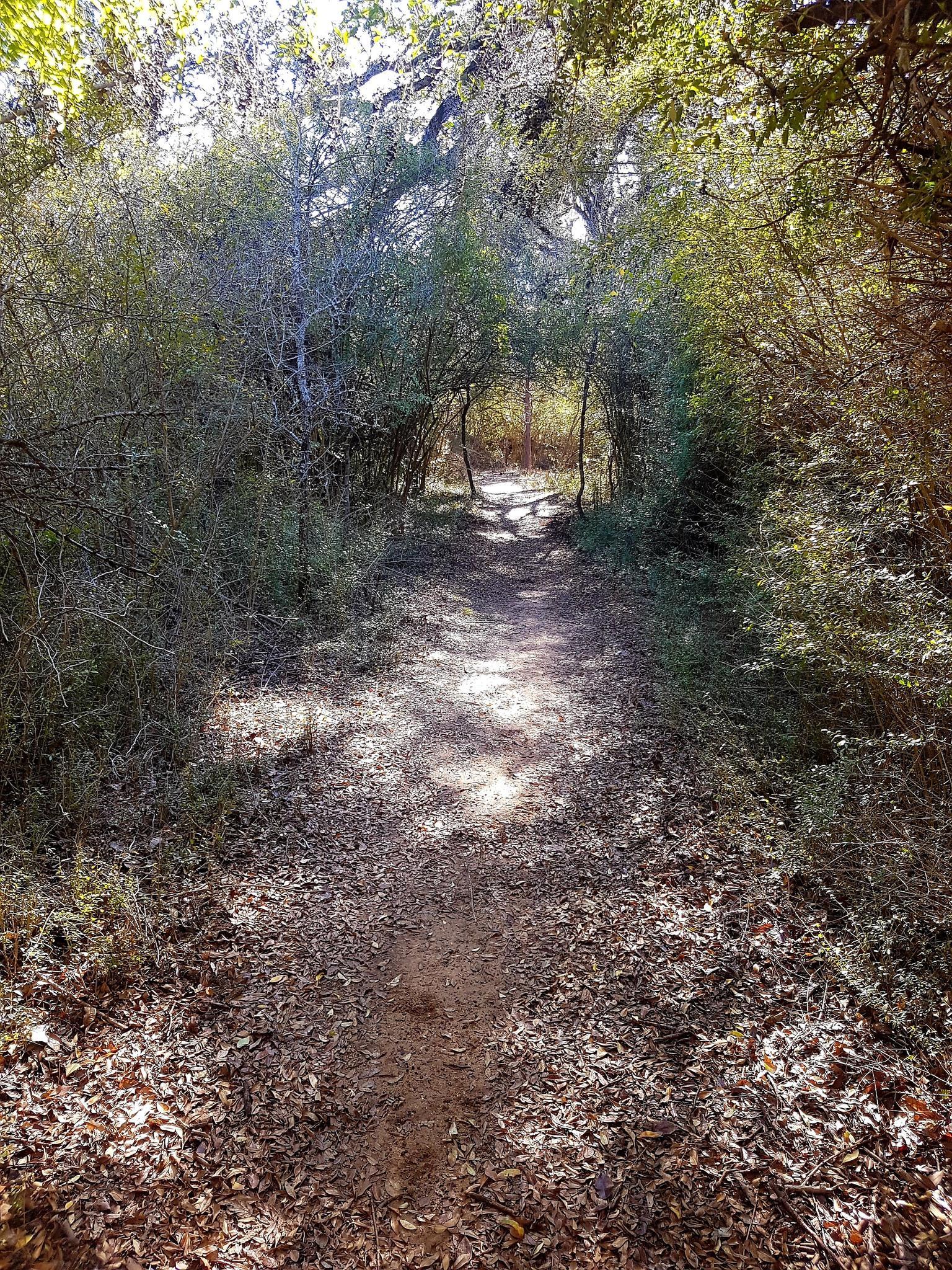 A sun-dappled dirt path winds through a dense green tree tunnel.