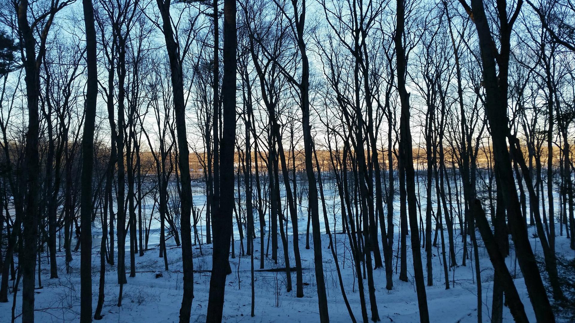 Bare trees in a snowy winter forest with a warm glow in the distance.
