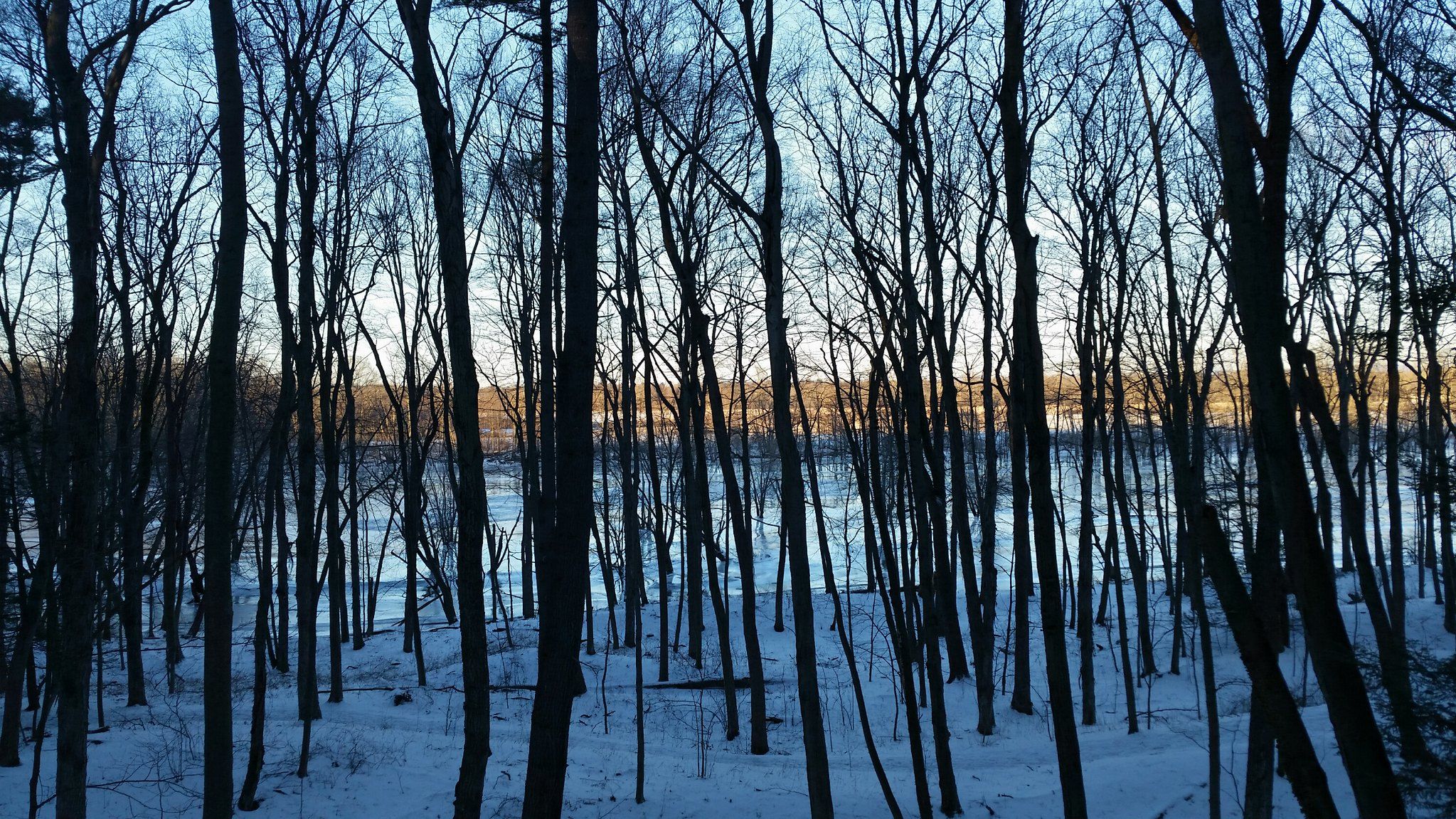 Bare trees in a snowy winter forest with a warm glow in the distance. - Arcadia Wildlife Sanctuary loop from Easthampton