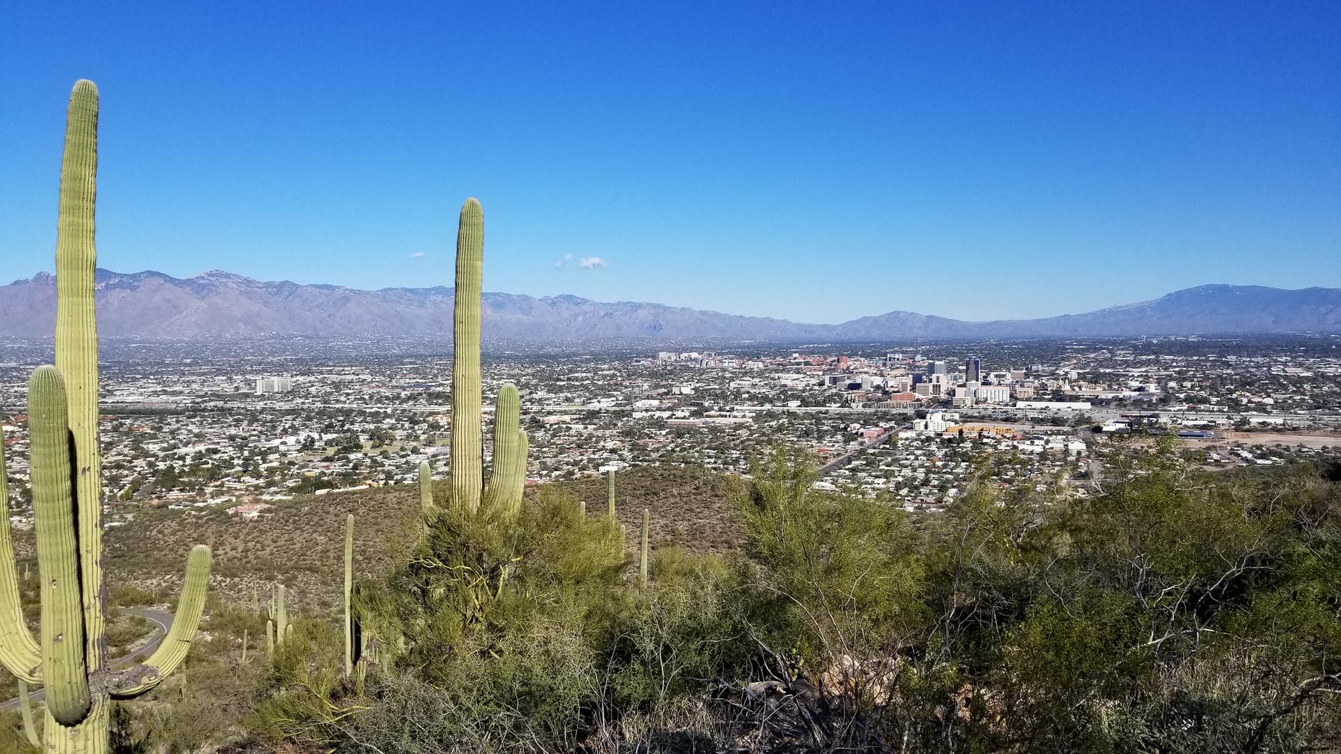 Panoramic view of a city from a desert hill with saguaro cacti.